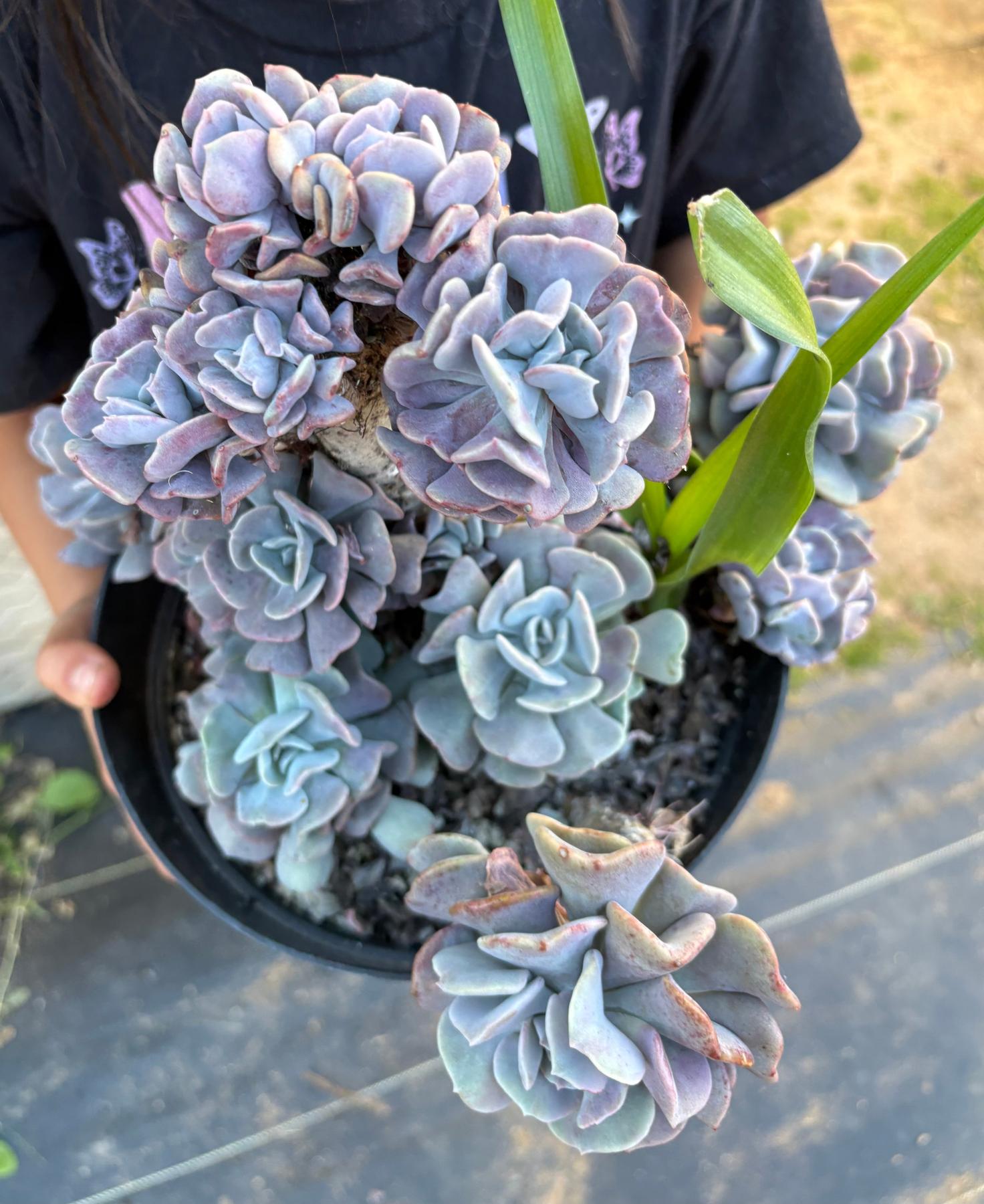 #ES16 Leah’s EXACT Page of Cactus and Succulents-Succulent - Large - Exact-The Succulent Source