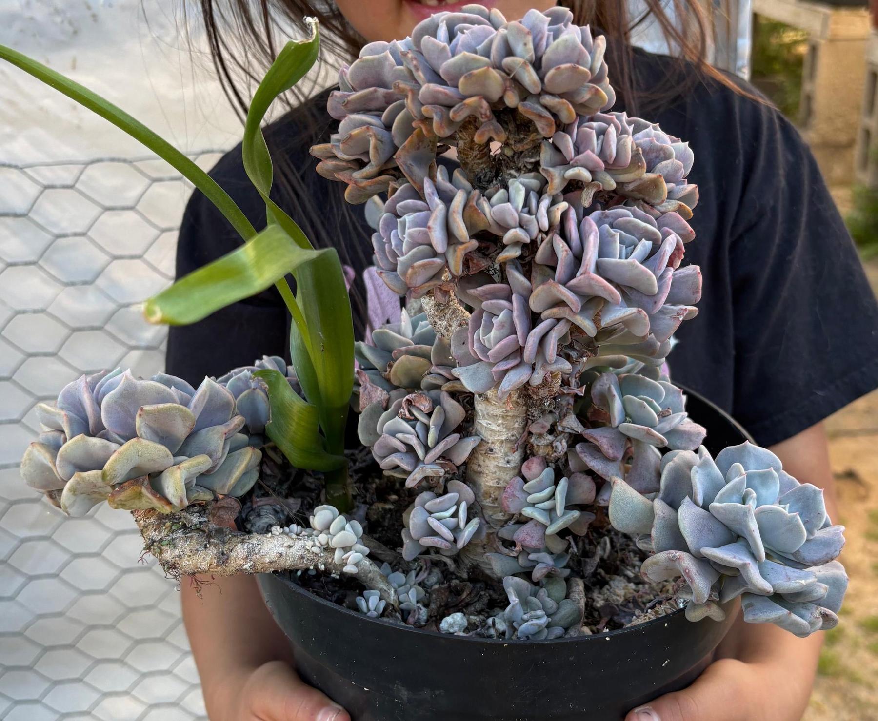 #ES16 Leah’s EXACT Page of Cactus and Succulents-Succulent - Large - Exact-The Succulent Source