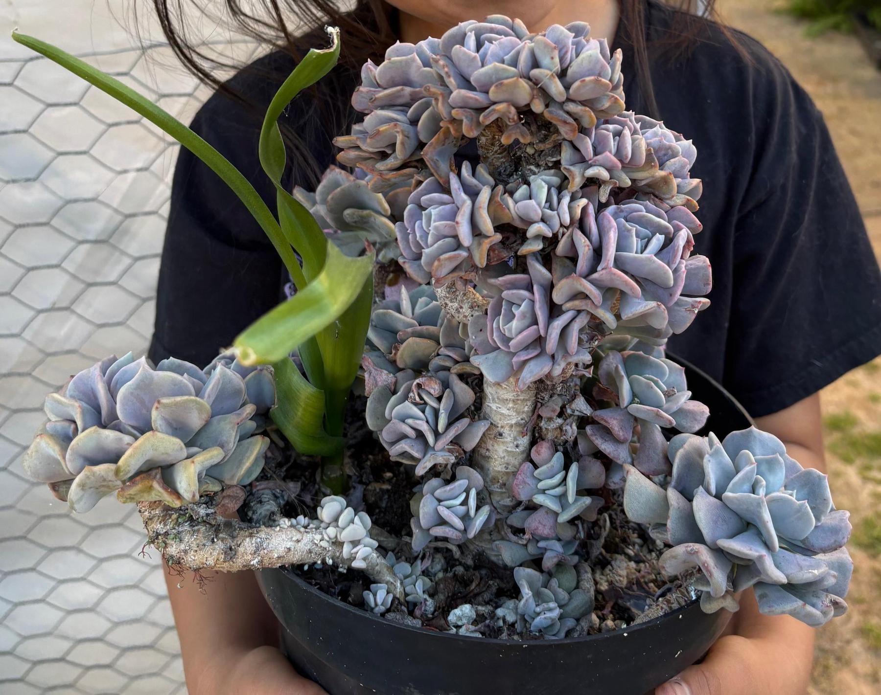 #ES16 Leah’s EXACT Page of Cactus and Succulents-Succulent - Large - Exact-The Succulent Source