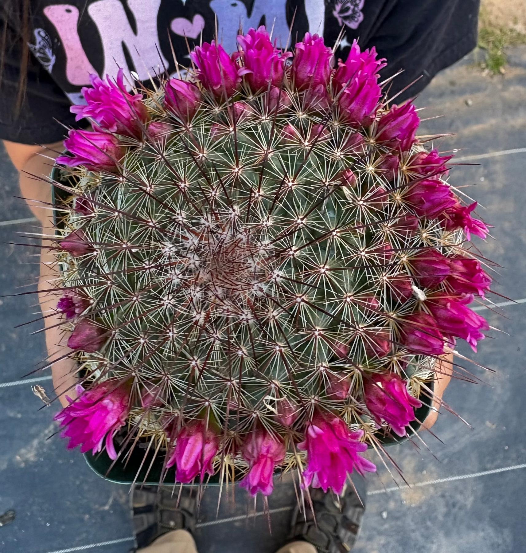 #ES16 Leah’s EXACT Page of Cactus and Succulents-Succulent - Large - Exact-The Succulent Source