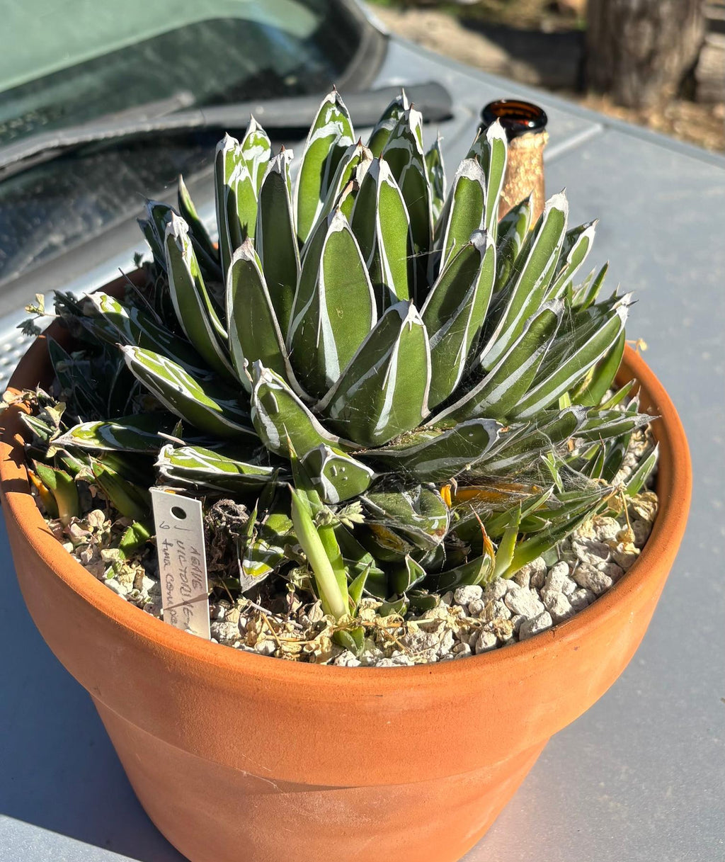 pots for agave plants #ES17 EXACT Agave Victorae Potted in Terracotta Pot