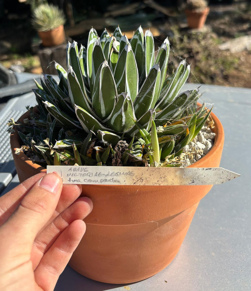 pots for agave plants ES17 EXACT Agave Victorae Potted in Terracotta Pot