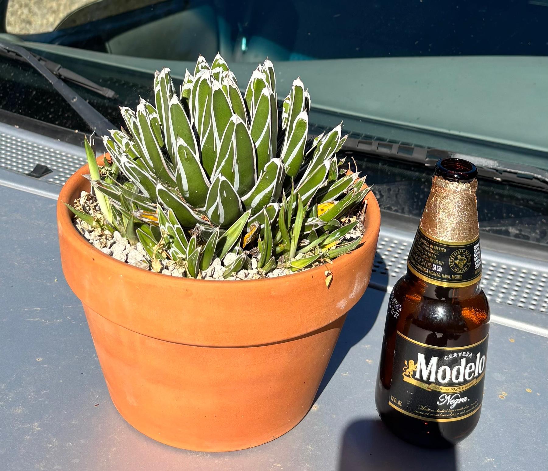 #ES17 EXACT Agave Victorae Potted in Terracotta Pot-Succulent - Large - Exact-The Succulent Source