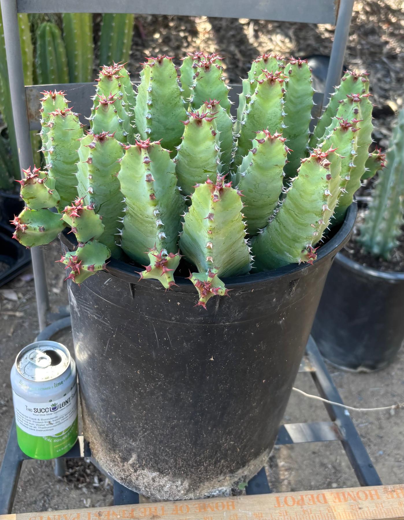 #ES18 EXACT Euphorbia Moroccan Resinefera Mound Succulent in container-Succulent - Large - Exact-The Succulent Source