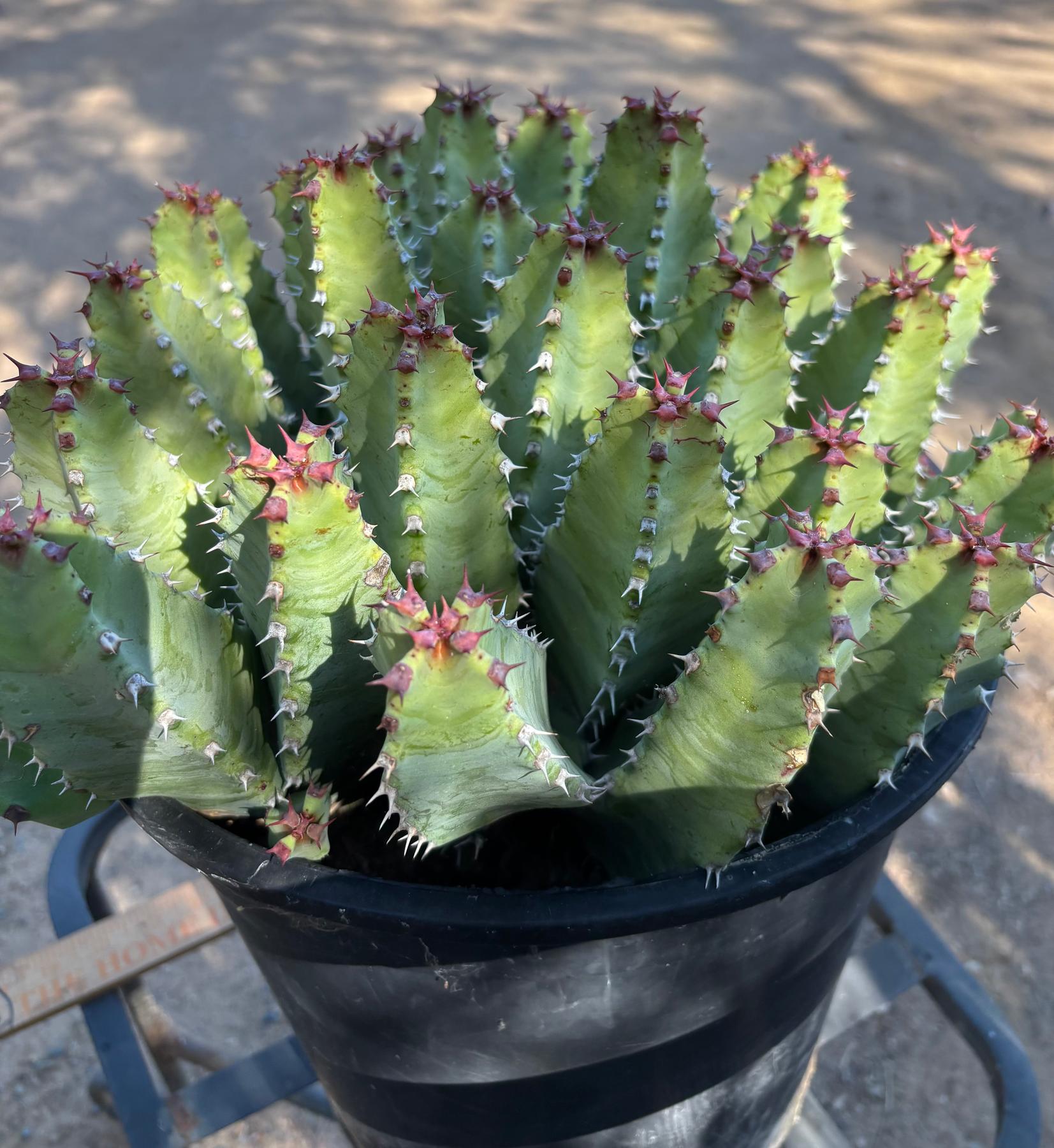 #ES18 EXACT Euphorbia Moroccan Resinefera Mound Succulent in container-Succulent - Large - Exact-The Succulent Source