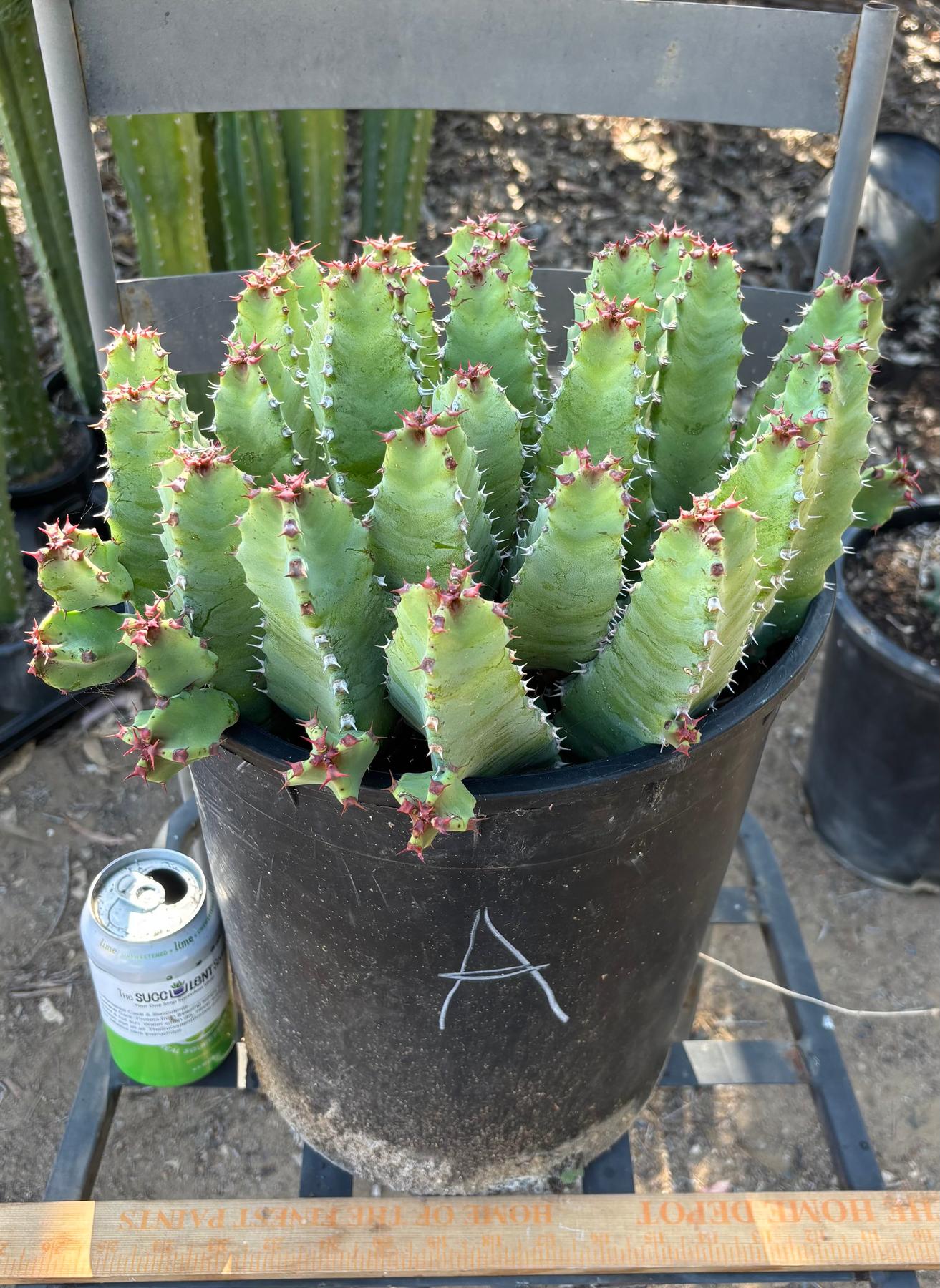 #ES18 EXACT Euphorbia Moroccan Resinefera Mound Succulent in container-Succulent - Large - Exact-The Succulent Source
