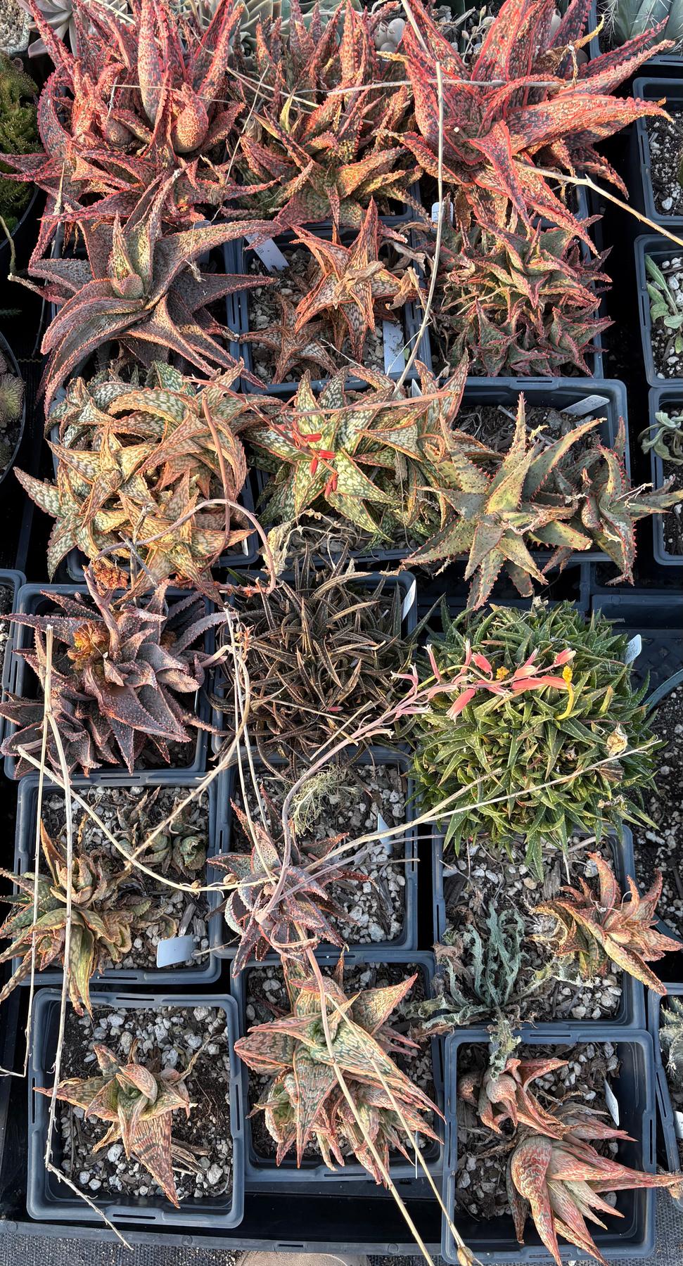 #ES20 EXACT Aloe mixed TLC lot-Succulent - Large - Exact-The Succulent Source