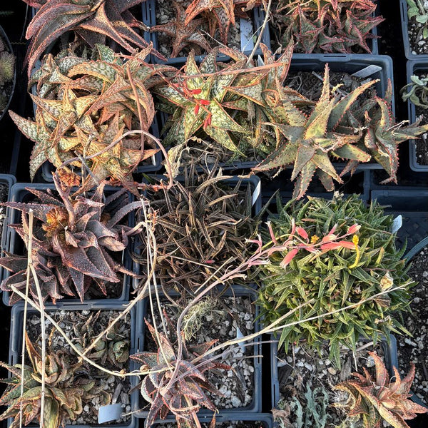 ES20 EXACT Aloe mixed TLC lot