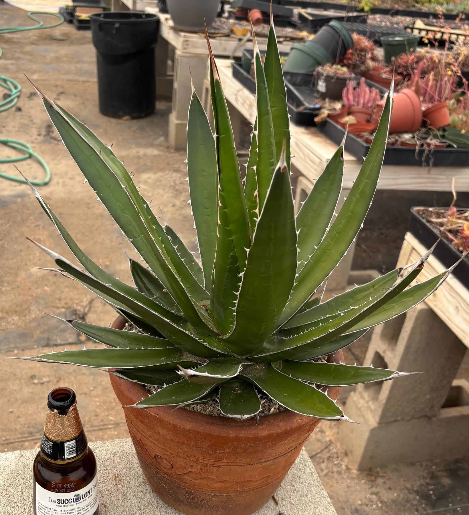 #ES22 EXACT Agave Specimen in a Terracotta Pot-Succulent - Large - Exact-The Succulent Source