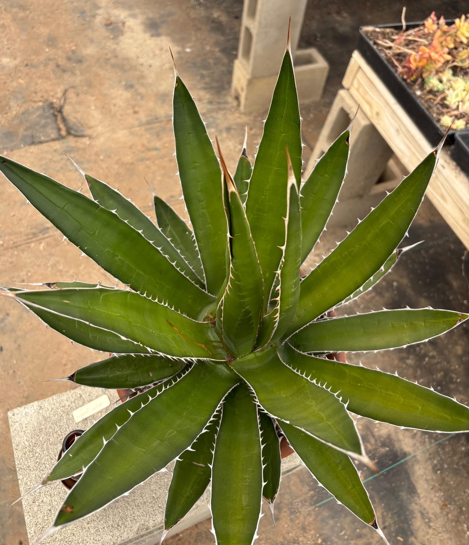 #ES22 EXACT Agave Specimen in a Terracotta Pot-Succulent - Large - Exact-The Succulent Source