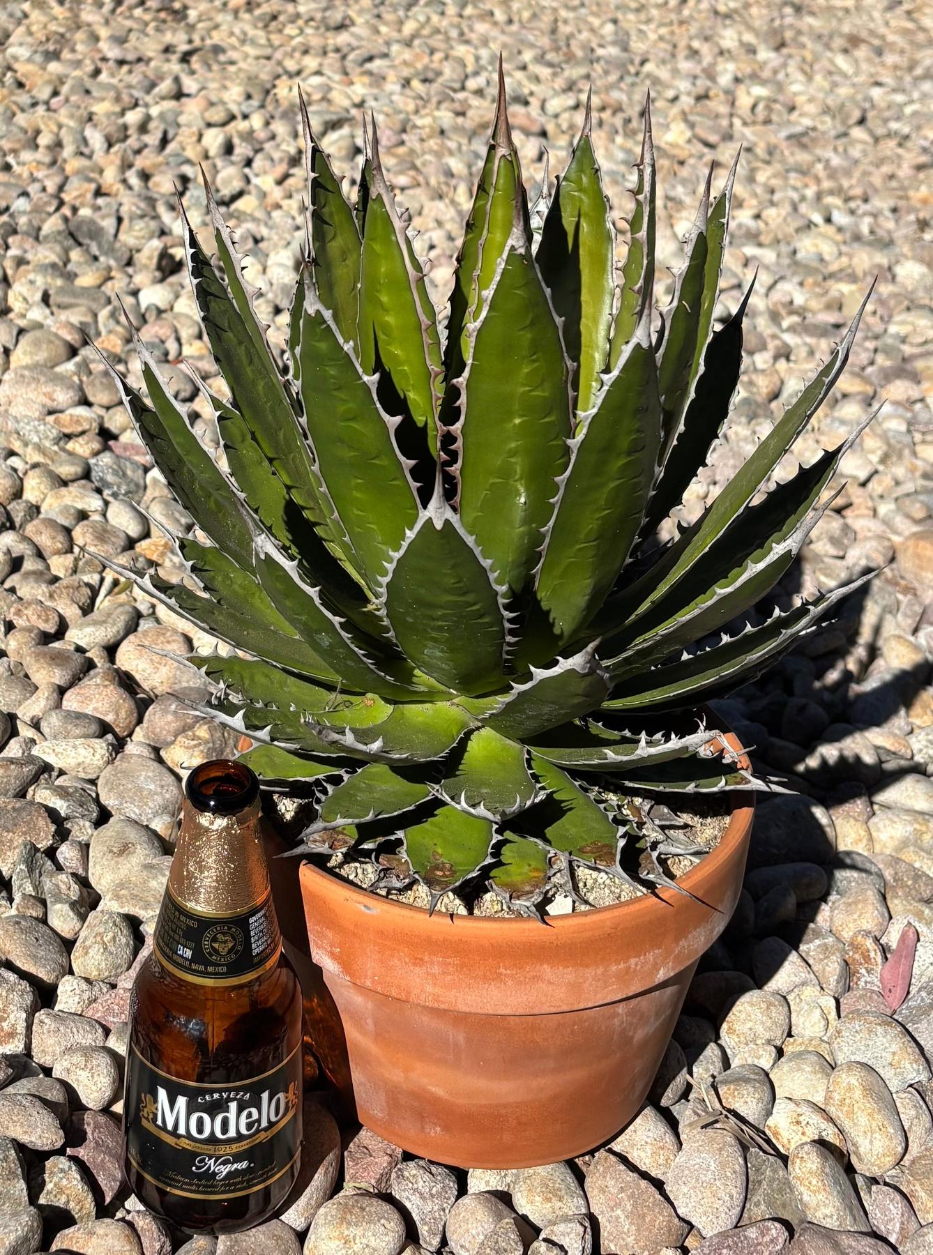 #ES22 EXACT Agave Specimen in a Terracotta Pot-Succulent - Large - Exact-The Succulent Source