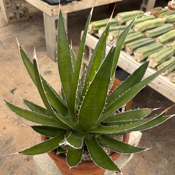 ES22 EXACT Agave Specimen in a Terracotta Pot