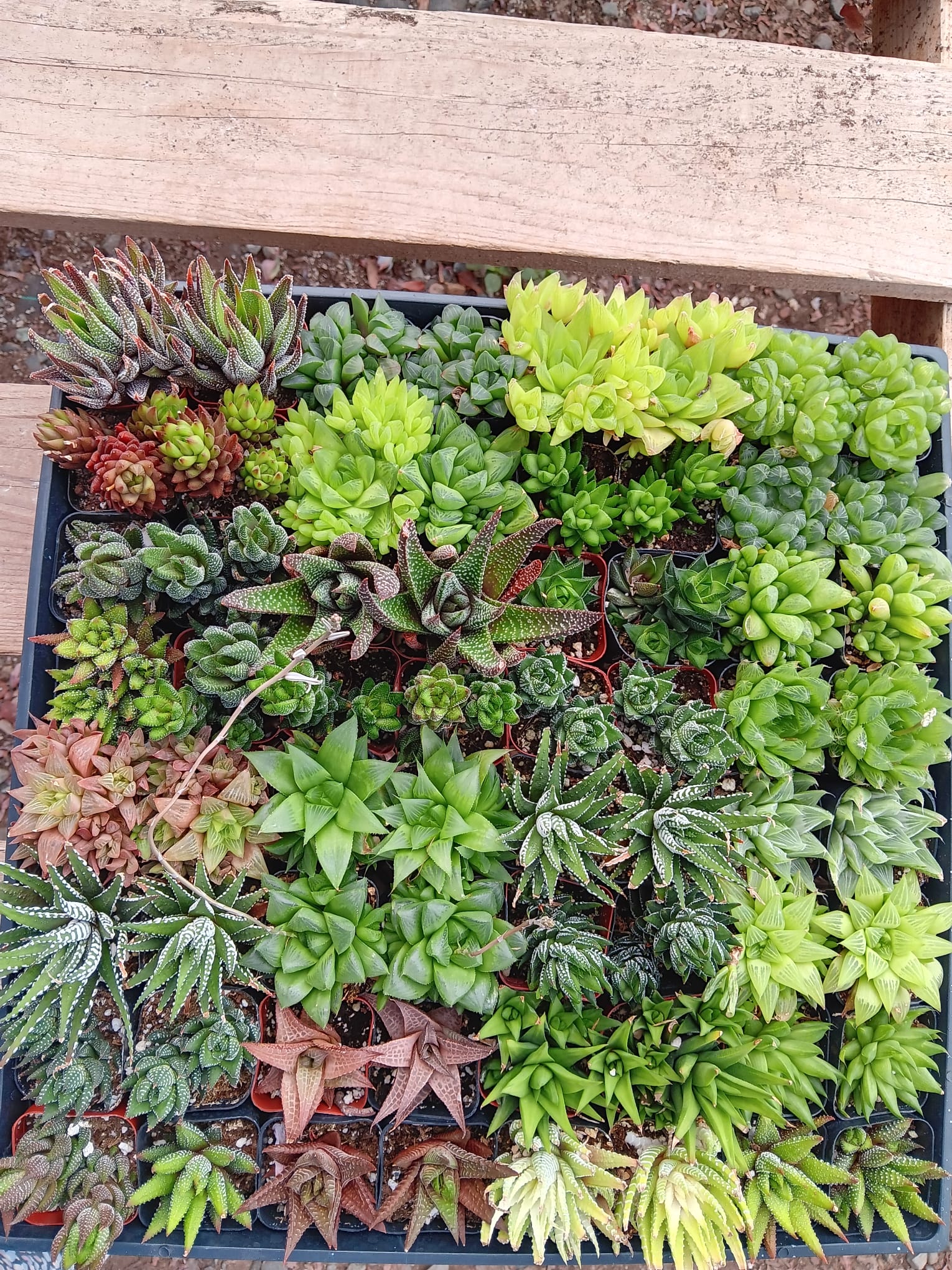 #ES24 EXACT Haworthia variety Lot of 64 2"-Succulent - Large - Exact-The Succulent Source