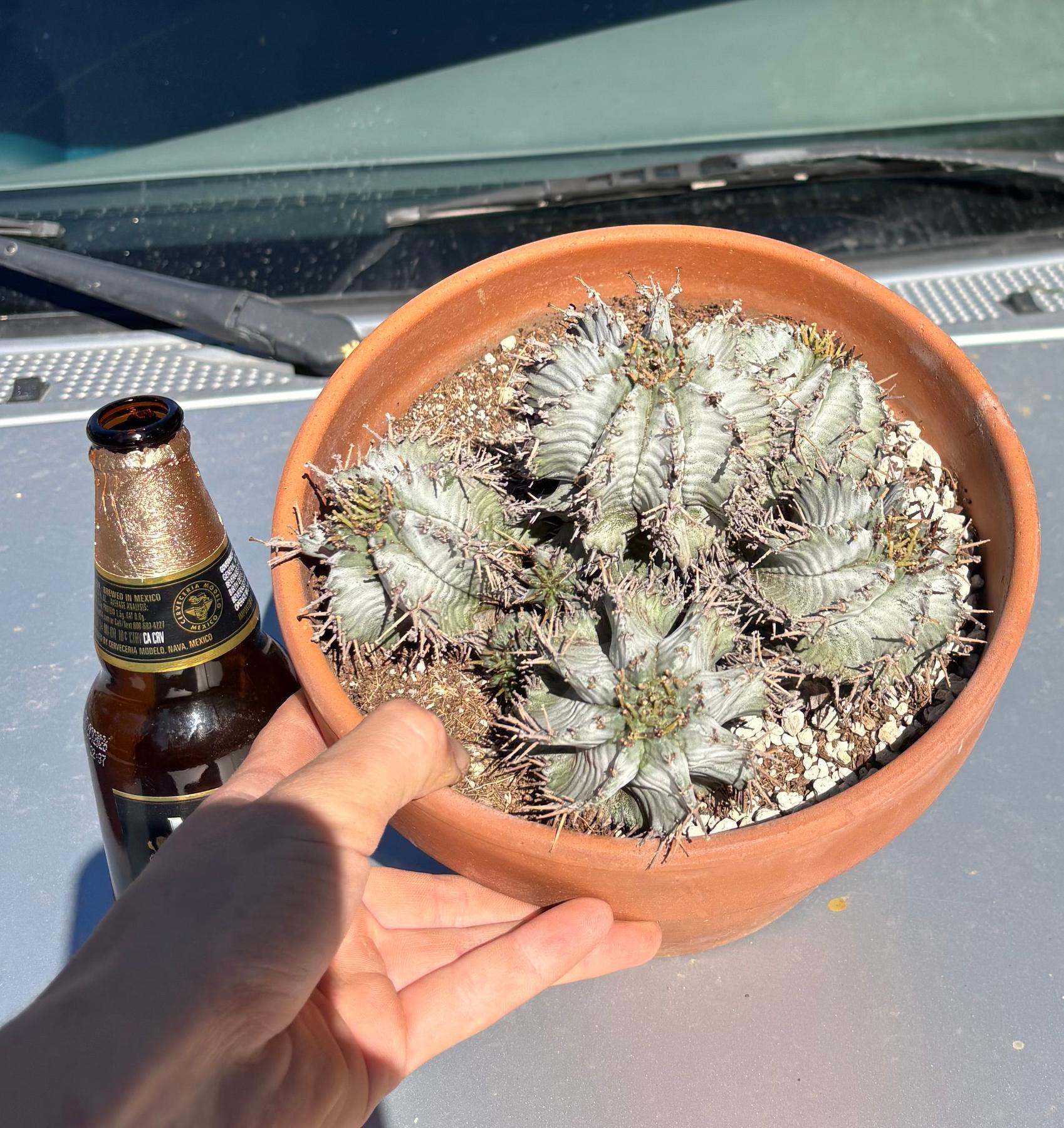 #ES25 EXACT Euphorbia Specimen in terracotta container-Succulent - Large - Exact-The Succulent Source