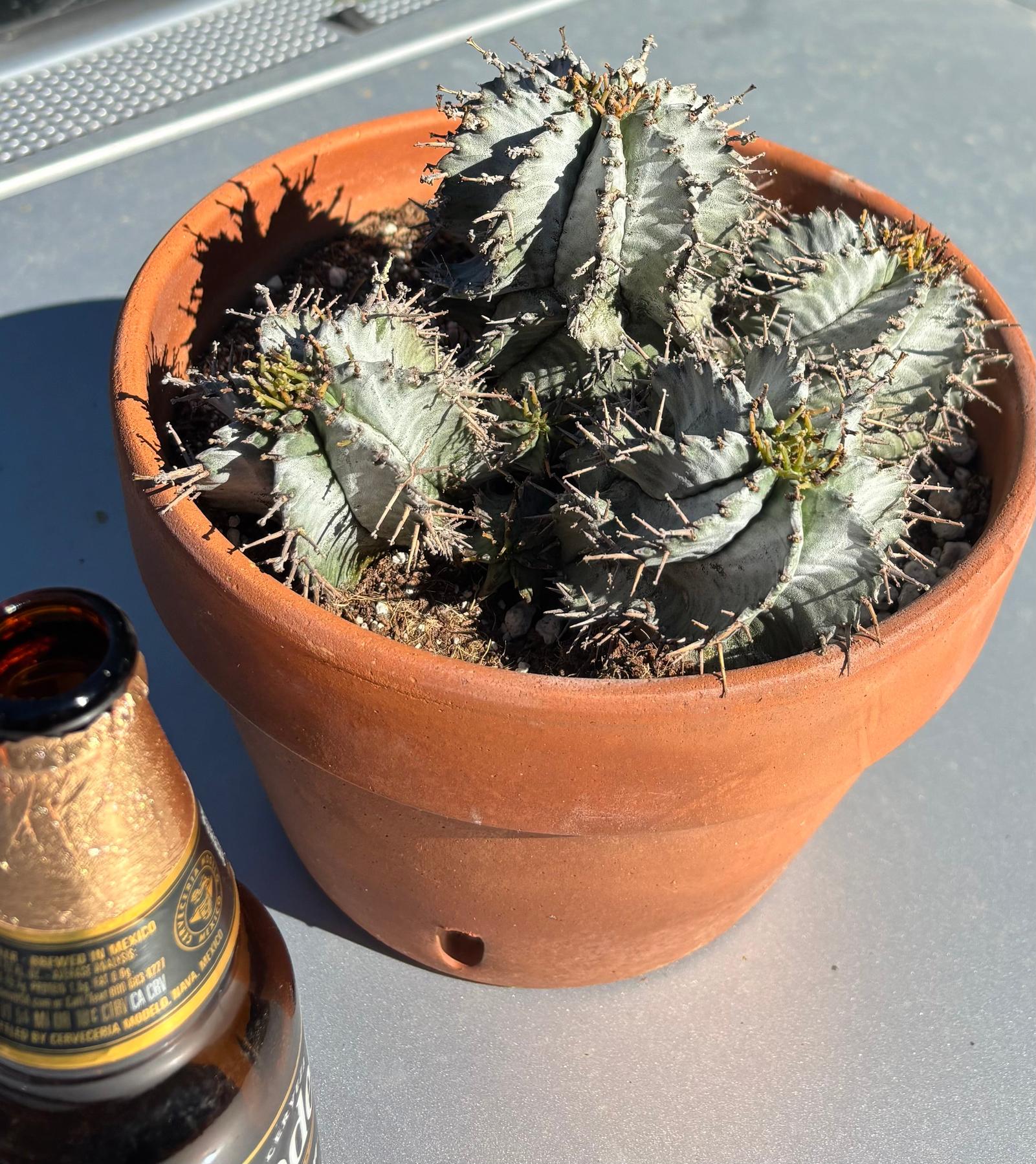 #ES25 EXACT Euphorbia Specimen in terracotta container-Succulent - Large - Exact-The Succulent Source