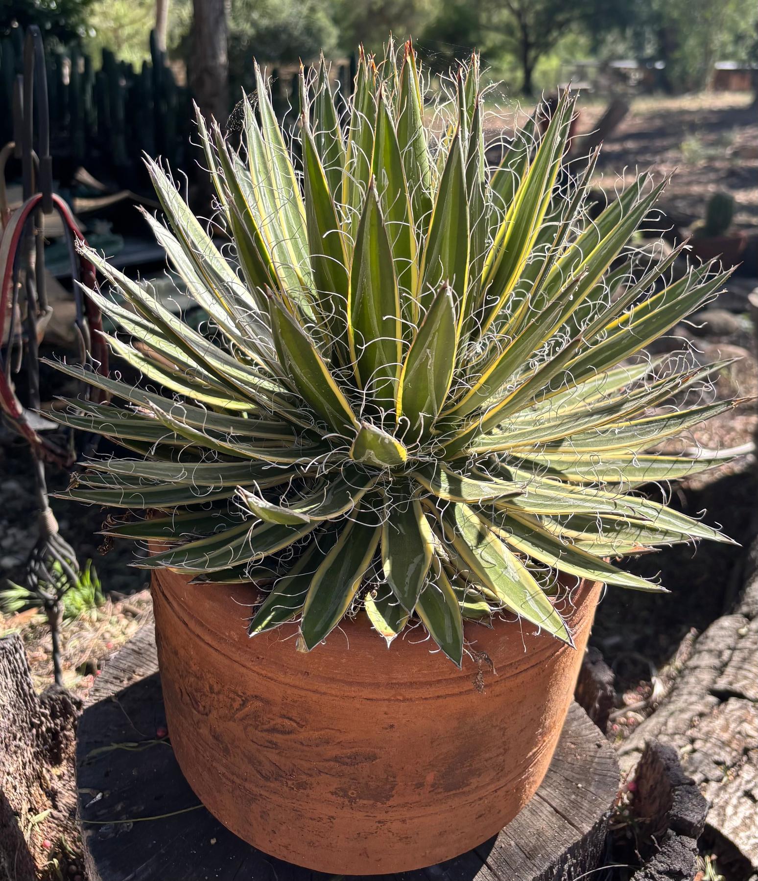 #ES26 EXACT Agave Shira Ohi potted in a Terracotta Pot-Succulent - Large - Exact-The Succulent Source