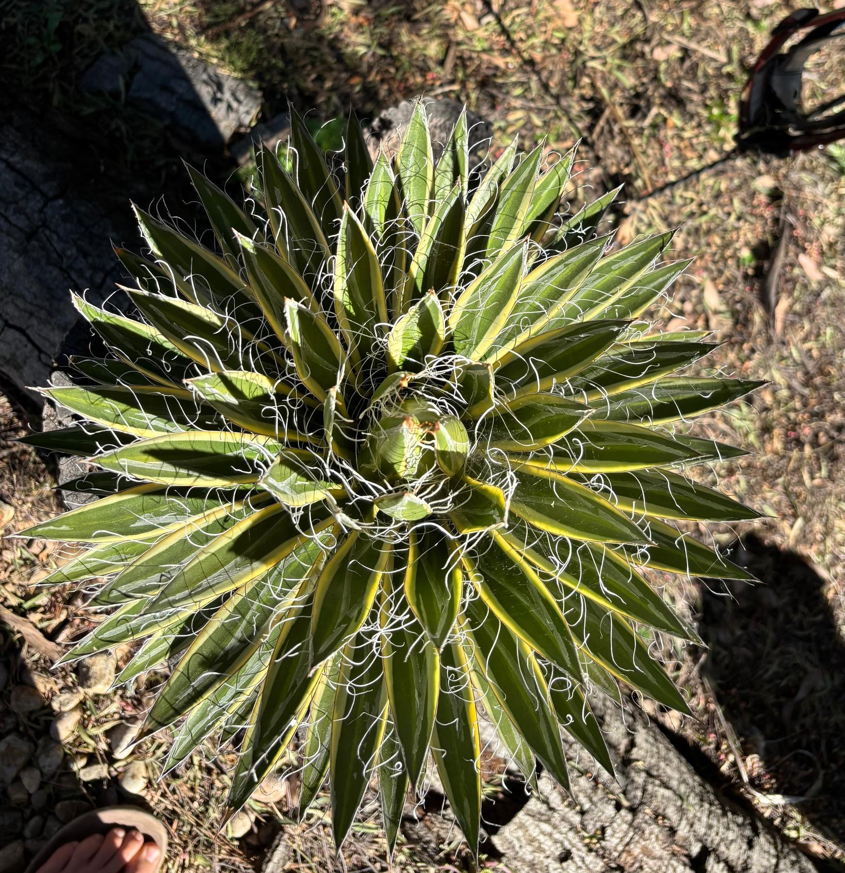 #ES26 EXACT Agave Shira Ohi potted in a Terracotta Pot-Succulent - Large - Exact-The Succulent Source