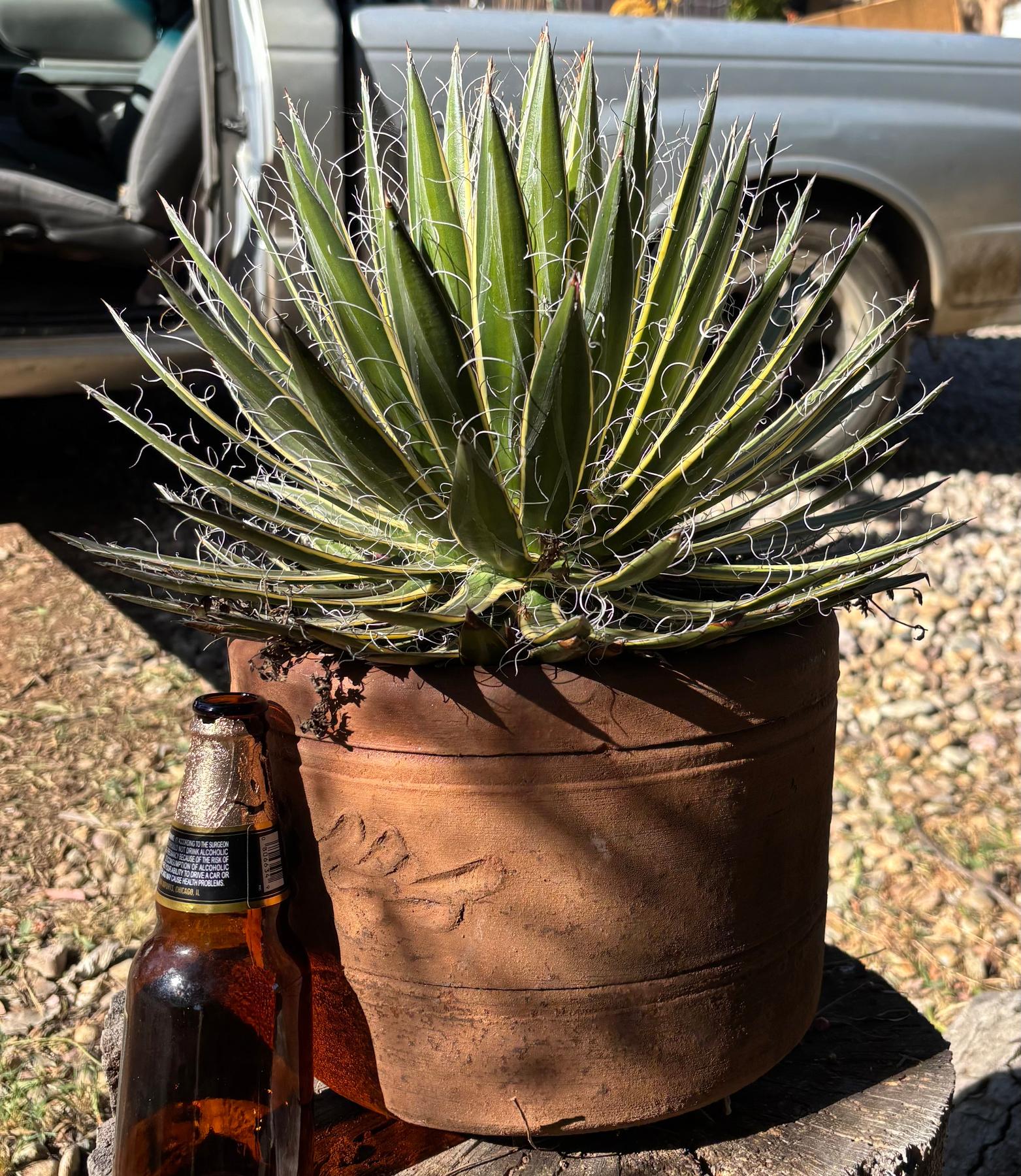 #ES26 EXACT Agave Shira Ohi potted in a Terracotta Pot-Succulent - Large - Exact-The Succulent Source