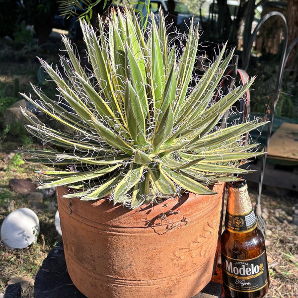 ES26 EXACT Agave Shira Ohi potted in a Terracotta Pot