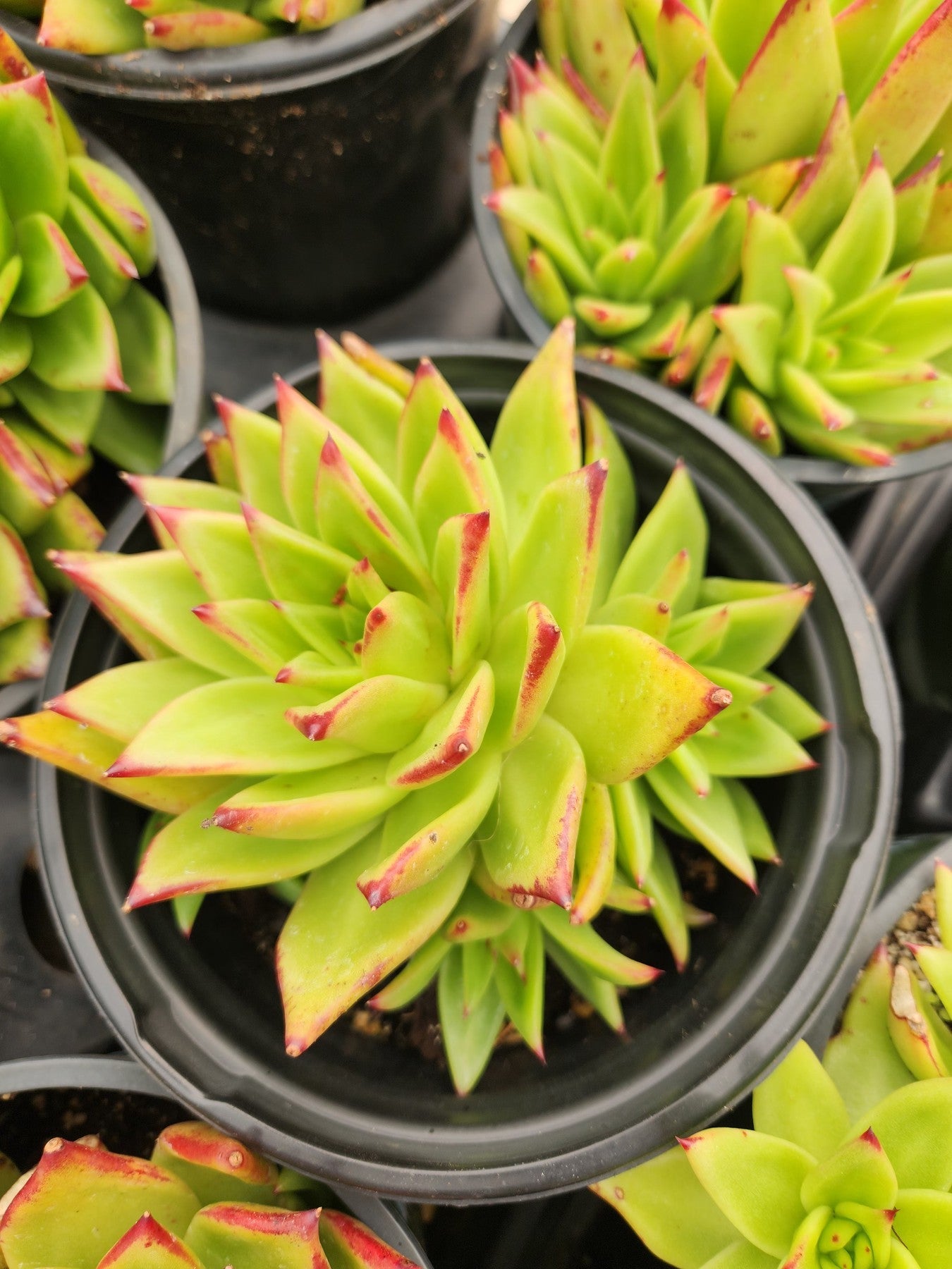 Echeveria Agavoides Lipstick-Succulent - Large-The Succulent Source