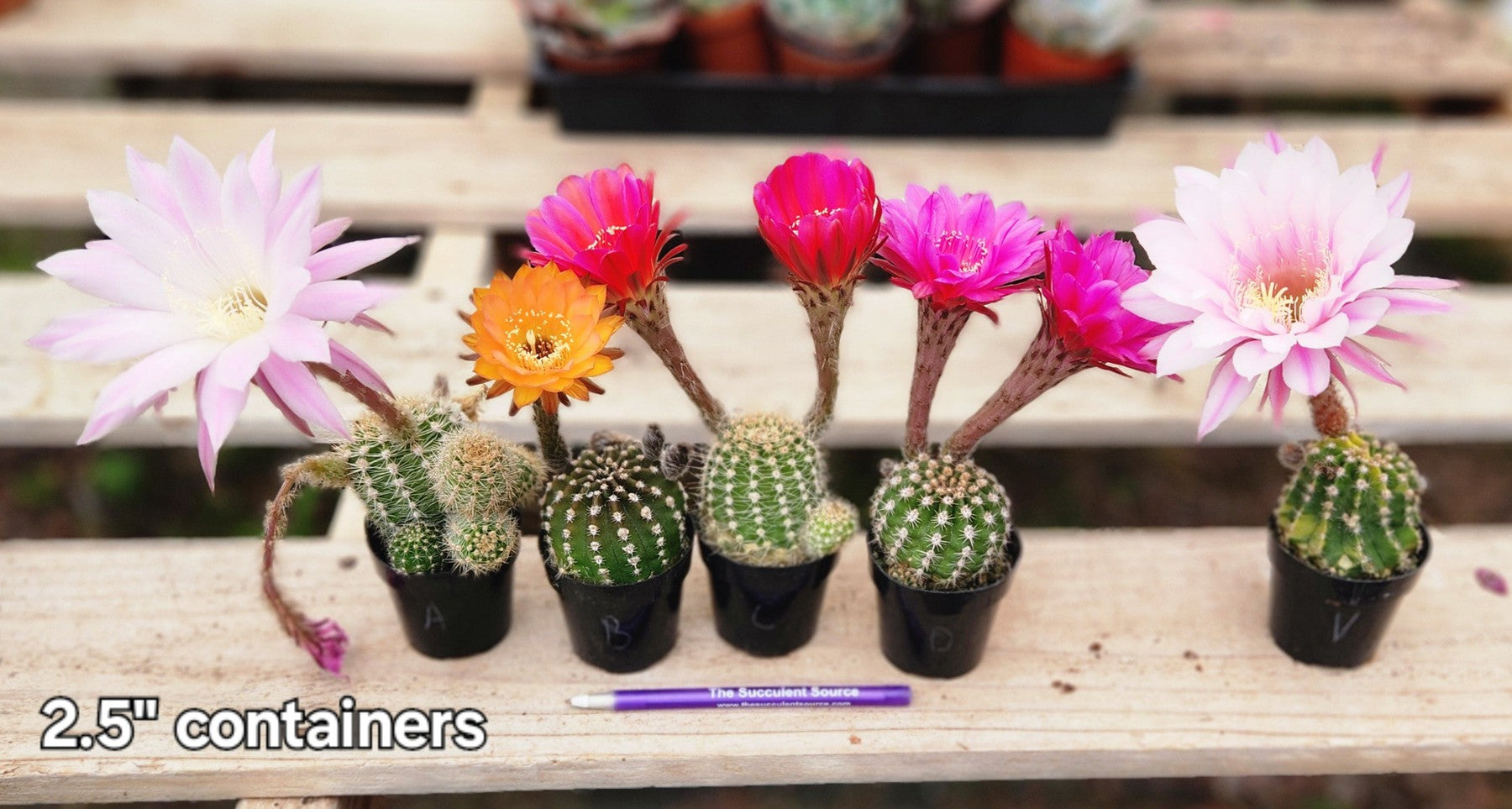 rainbow succulent plant Echinopsis Echinobivia Rainbow Burst Cactus