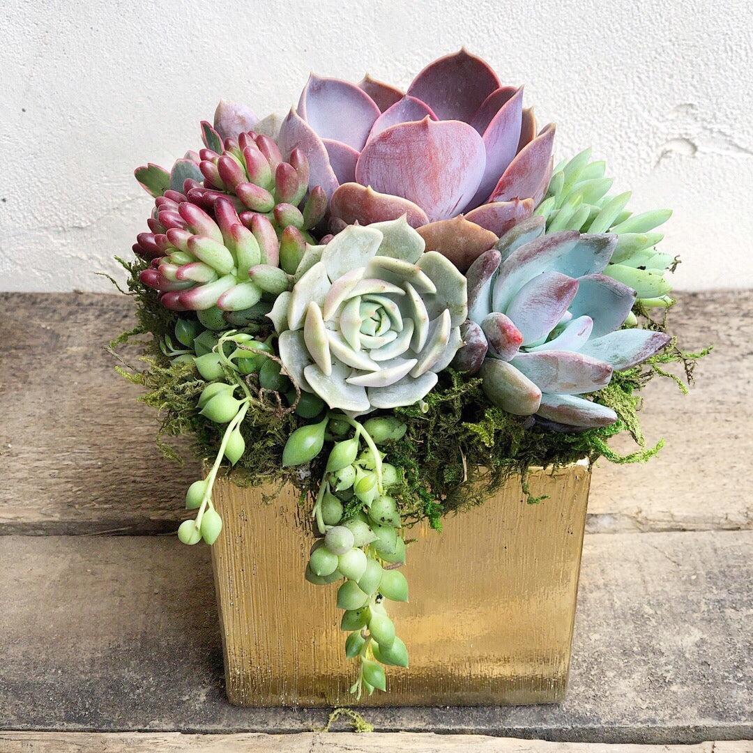 Elegant Metallic Glazed Ceramic Cube, Planted with Succulents.