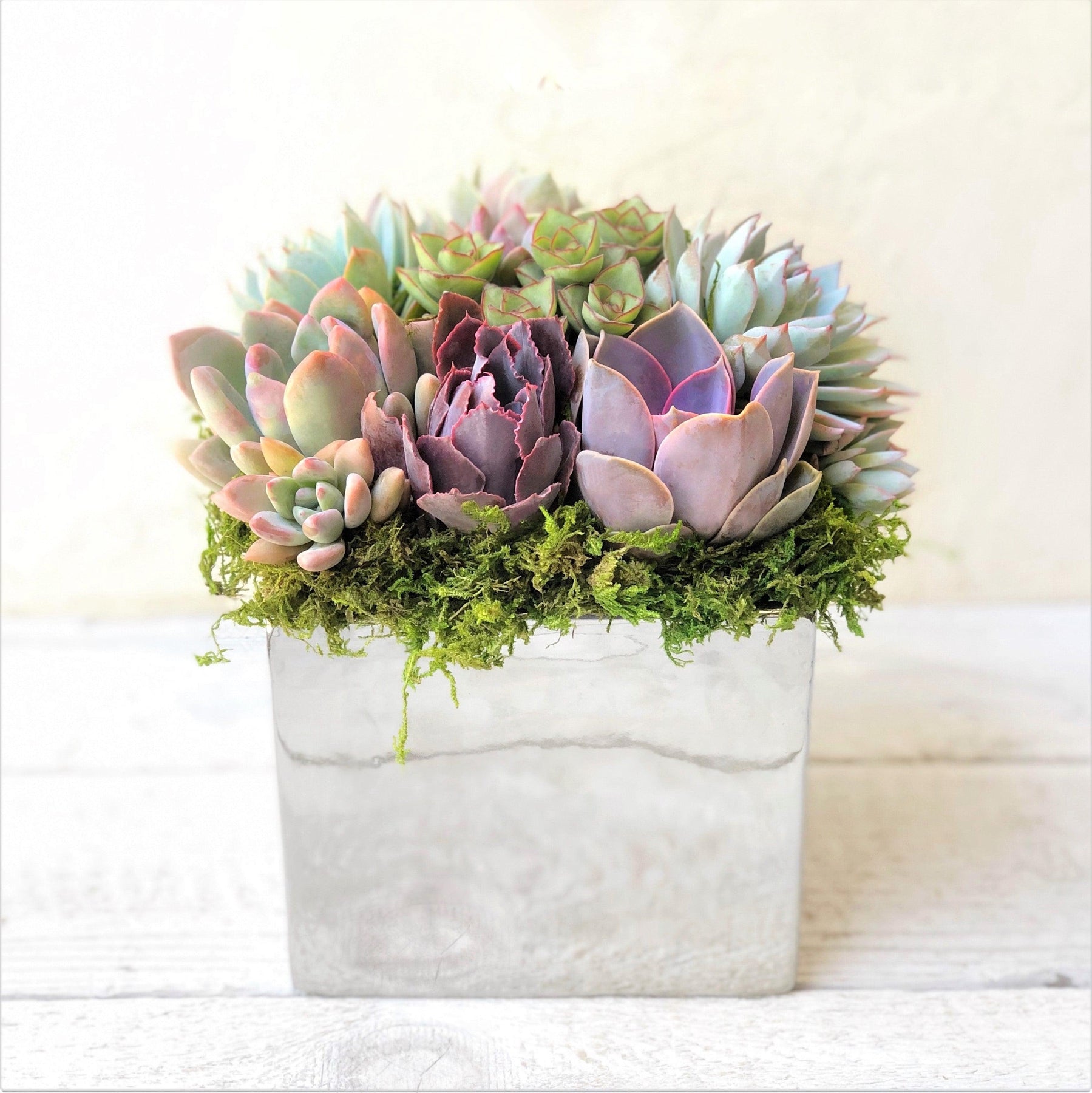 Elegant Metallic Glazed Ceramic Cube, Planted with Succulents.