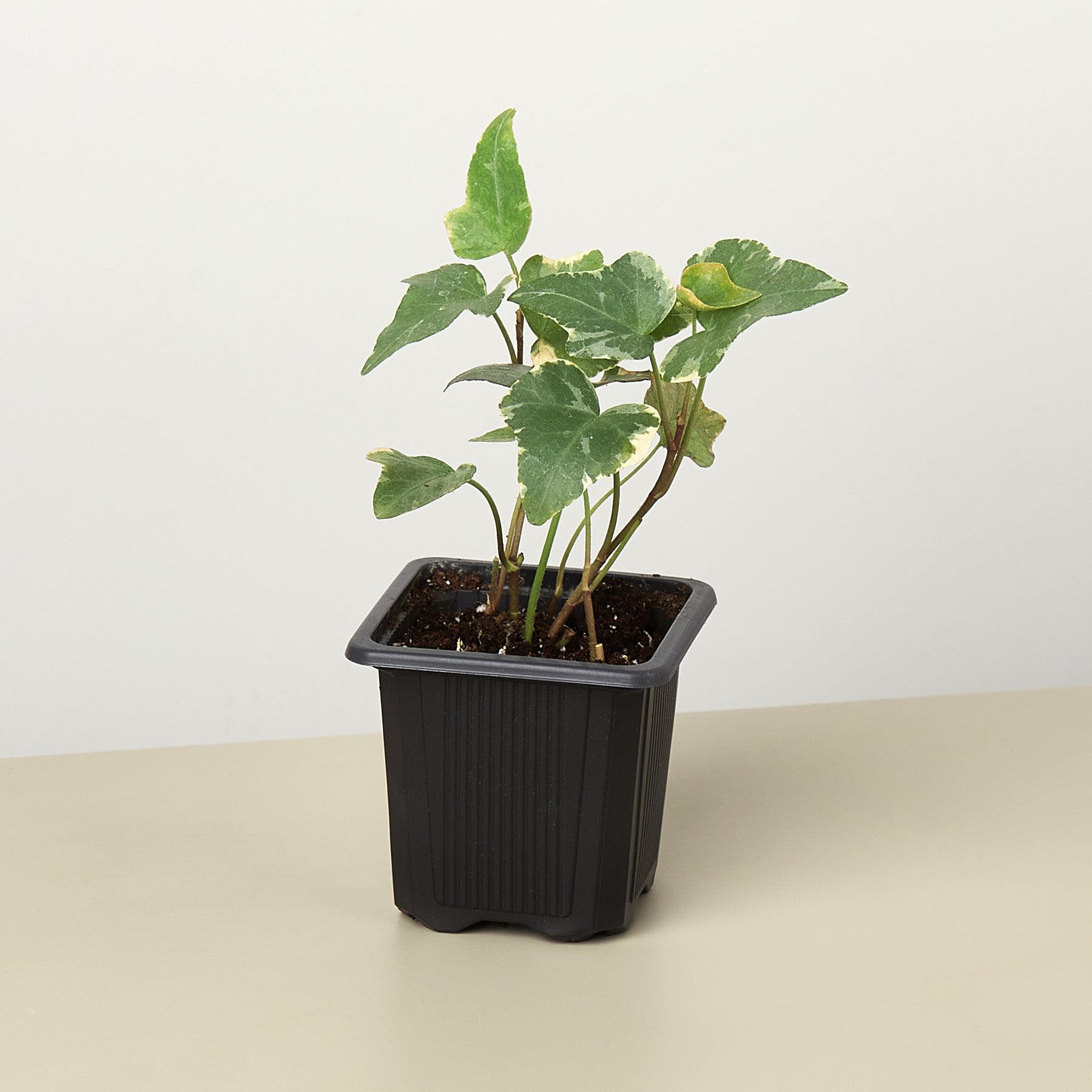 English Ivy 'Glacier'-Indoor Plants-The Succulent Source