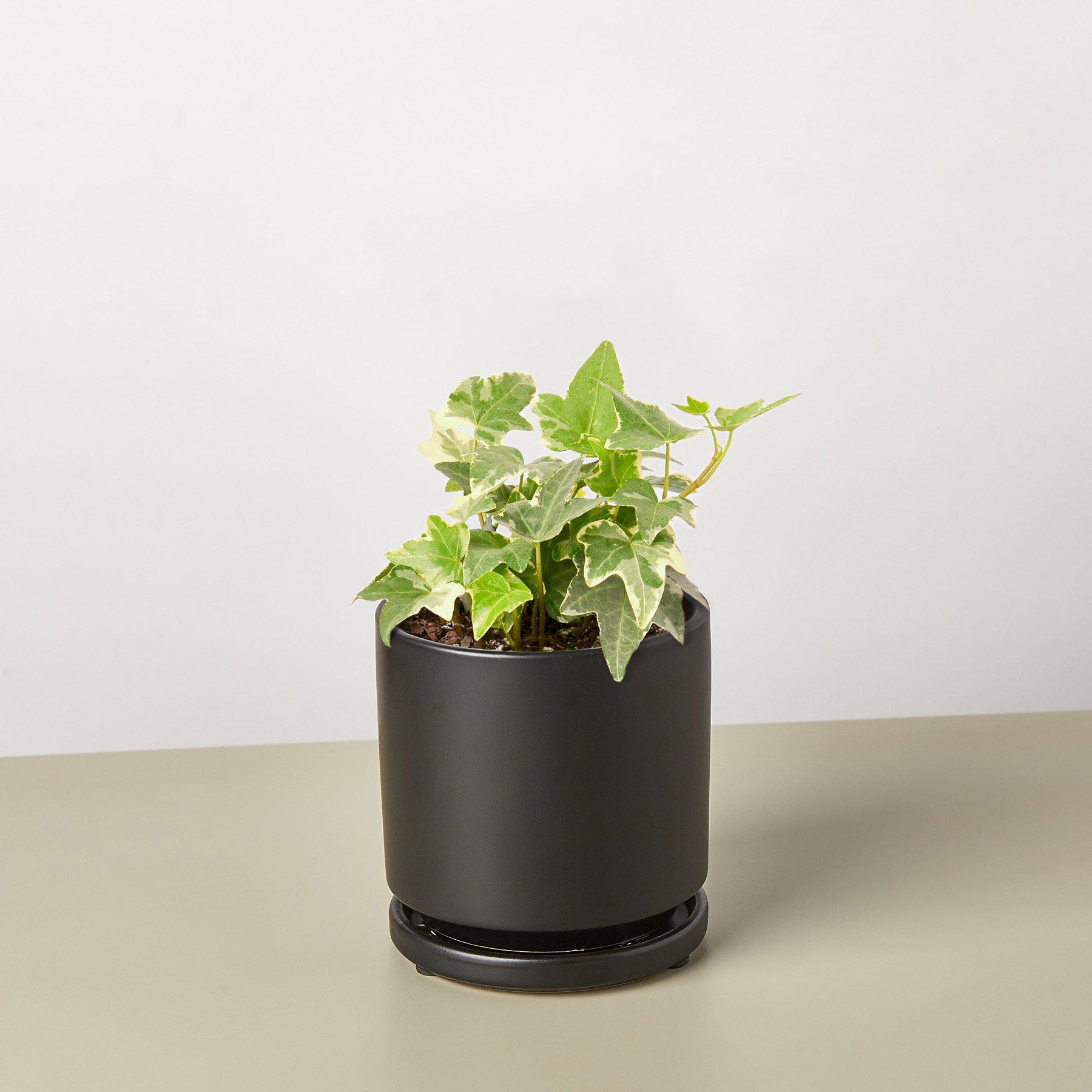 English Ivy 'Glacier'-Indoor Plants-The Succulent Source