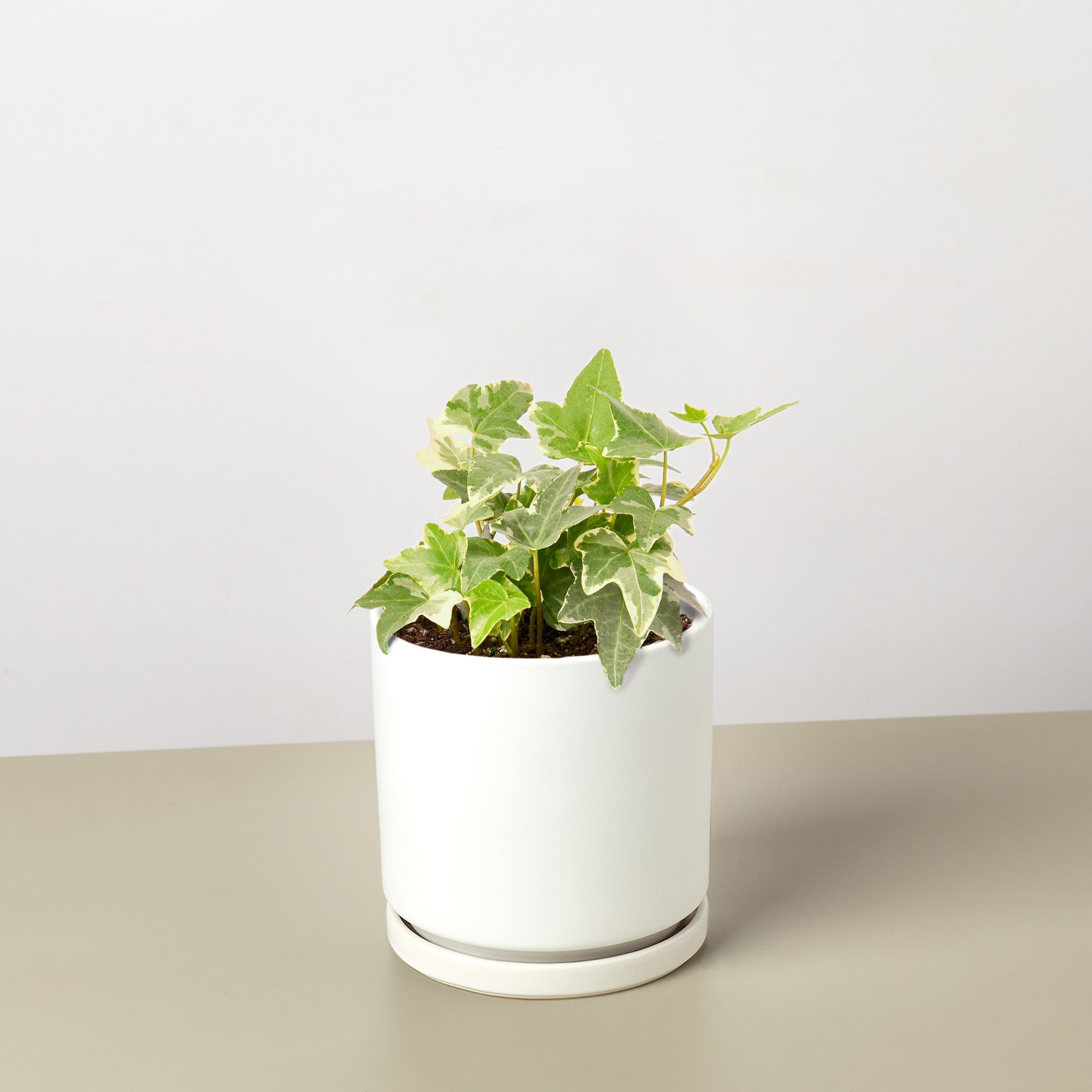 English Ivy 'Glacier'-Indoor Plants-The Succulent Source