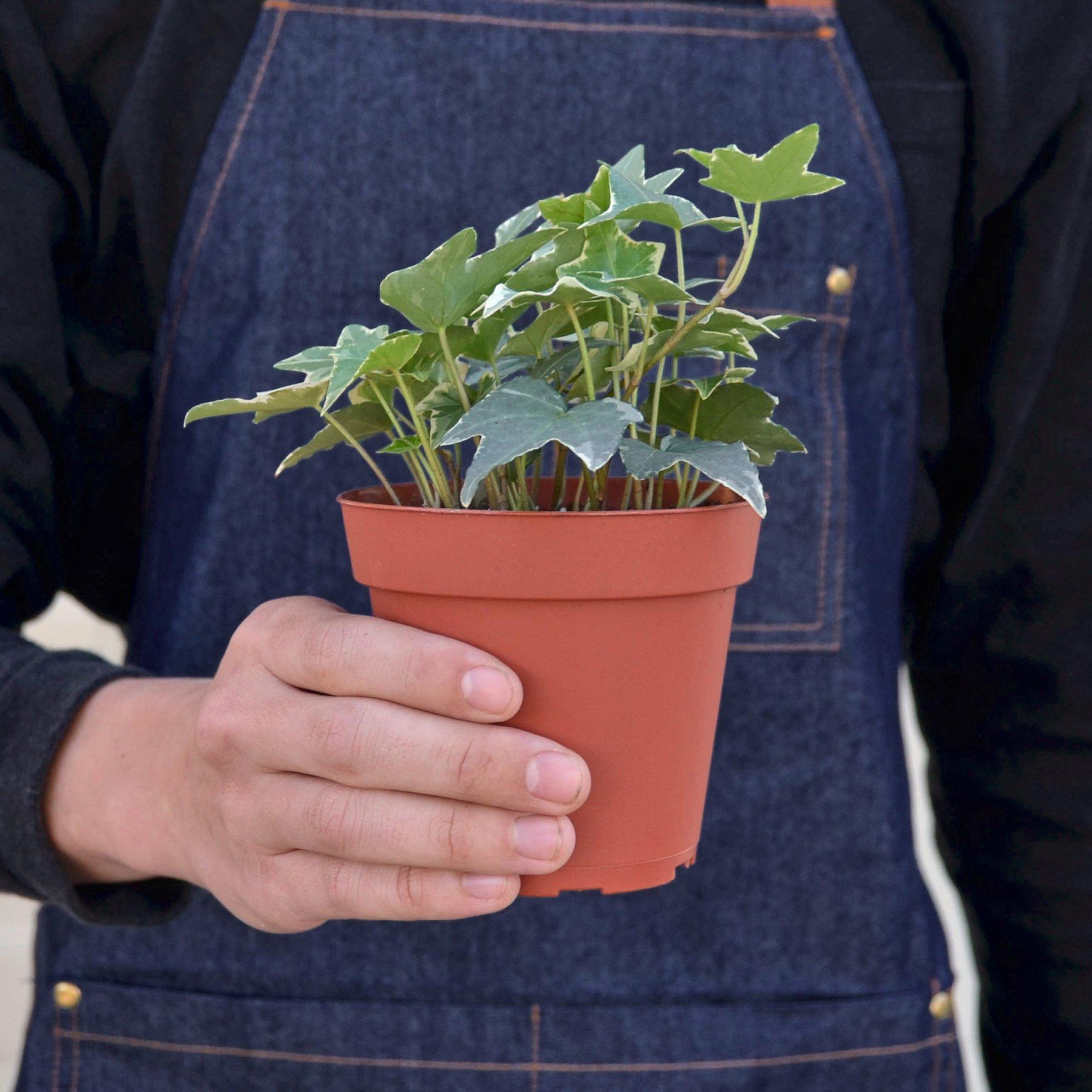 English Ivy 'Glacier'-Indoor Plants-The Succulent Source