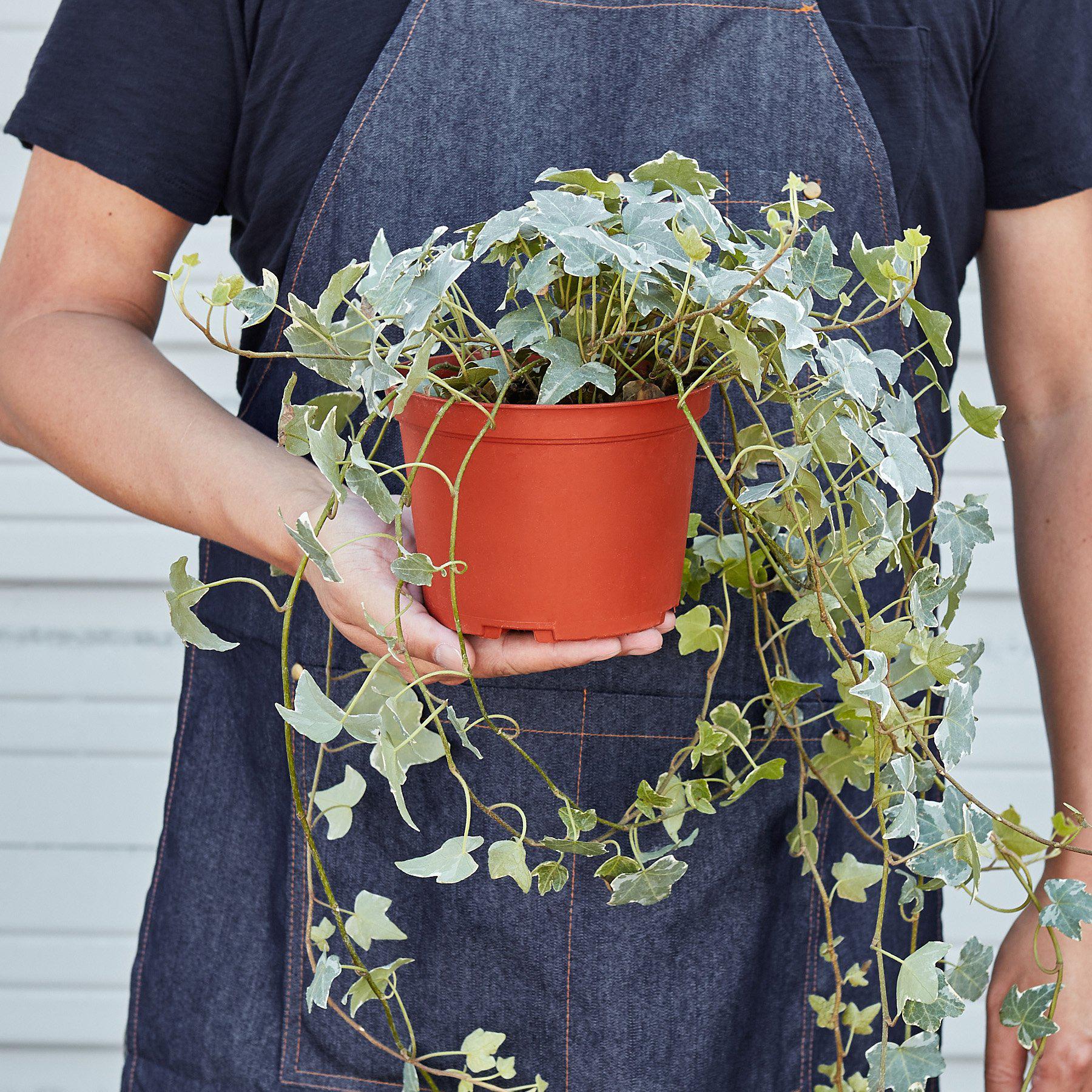 English Ivy 'Glacier'-Indoor Plants-The Succulent Source