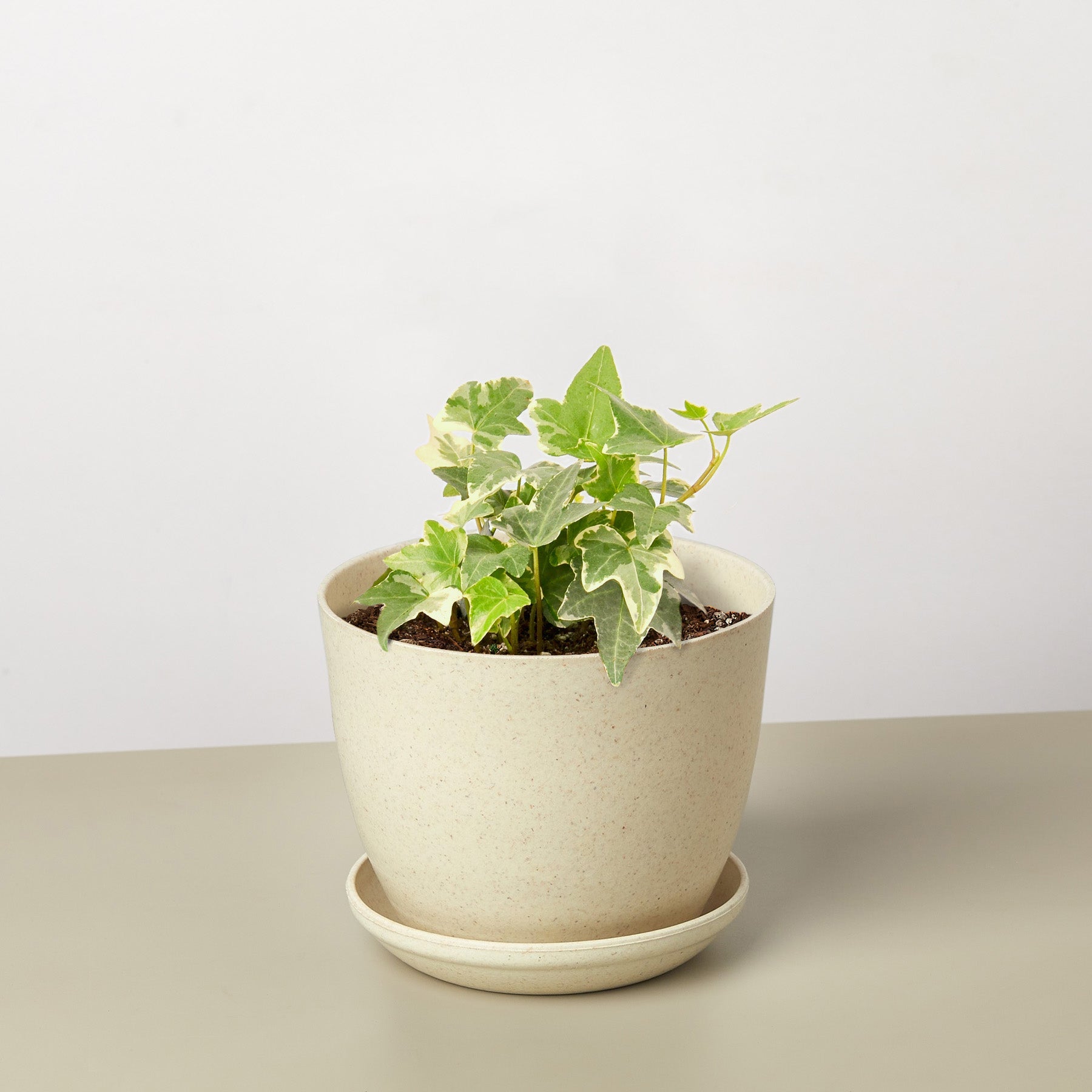 English Ivy 'Glacier'-Indoor Plants-The Succulent Source
