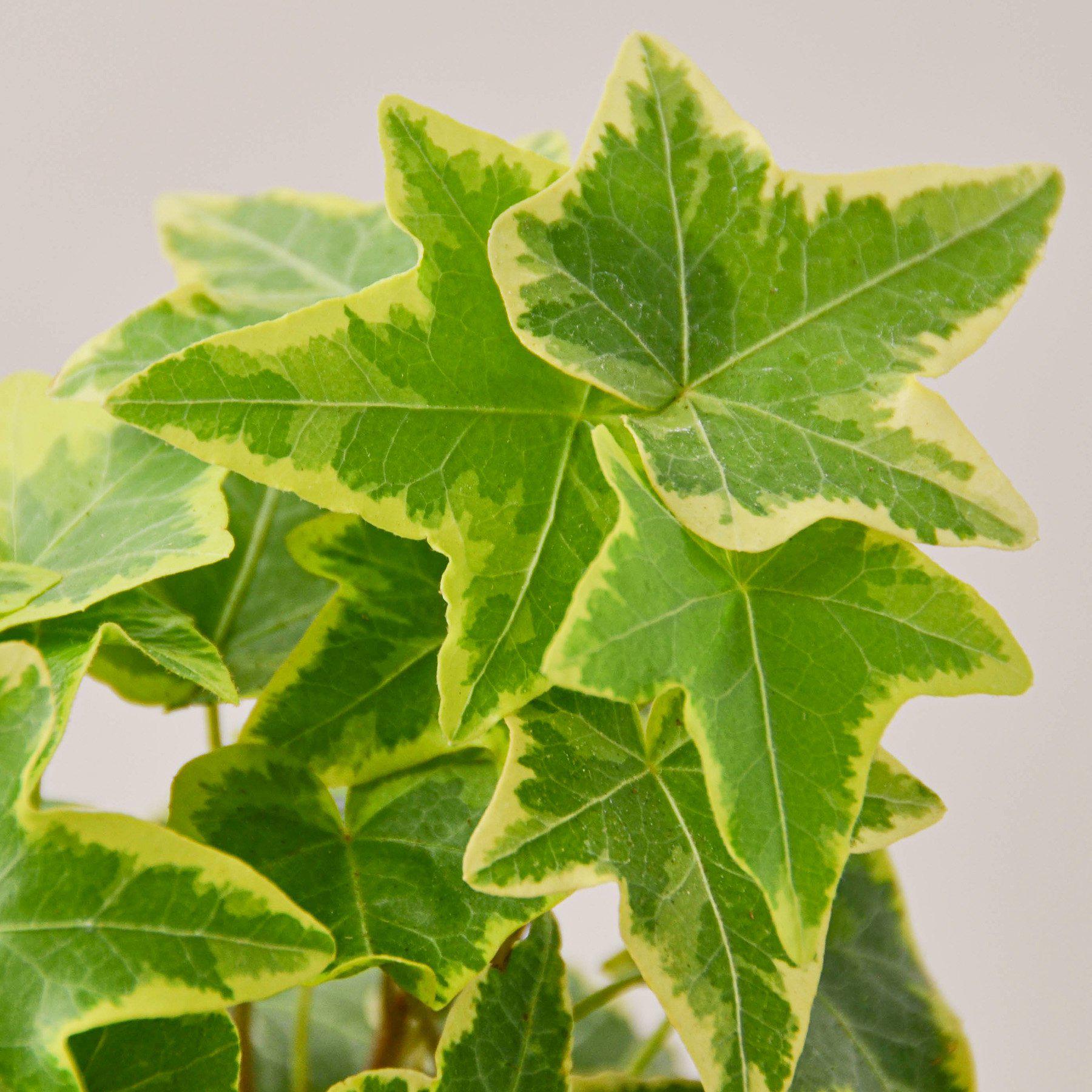 English Ivy 'Gold Child'-Indoor Plants-The Succulent Source