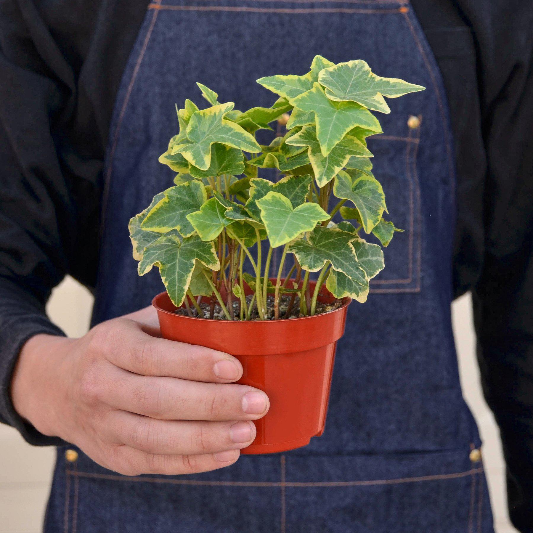 English Ivy 'Gold Child'-Indoor Plants-The Succulent Source