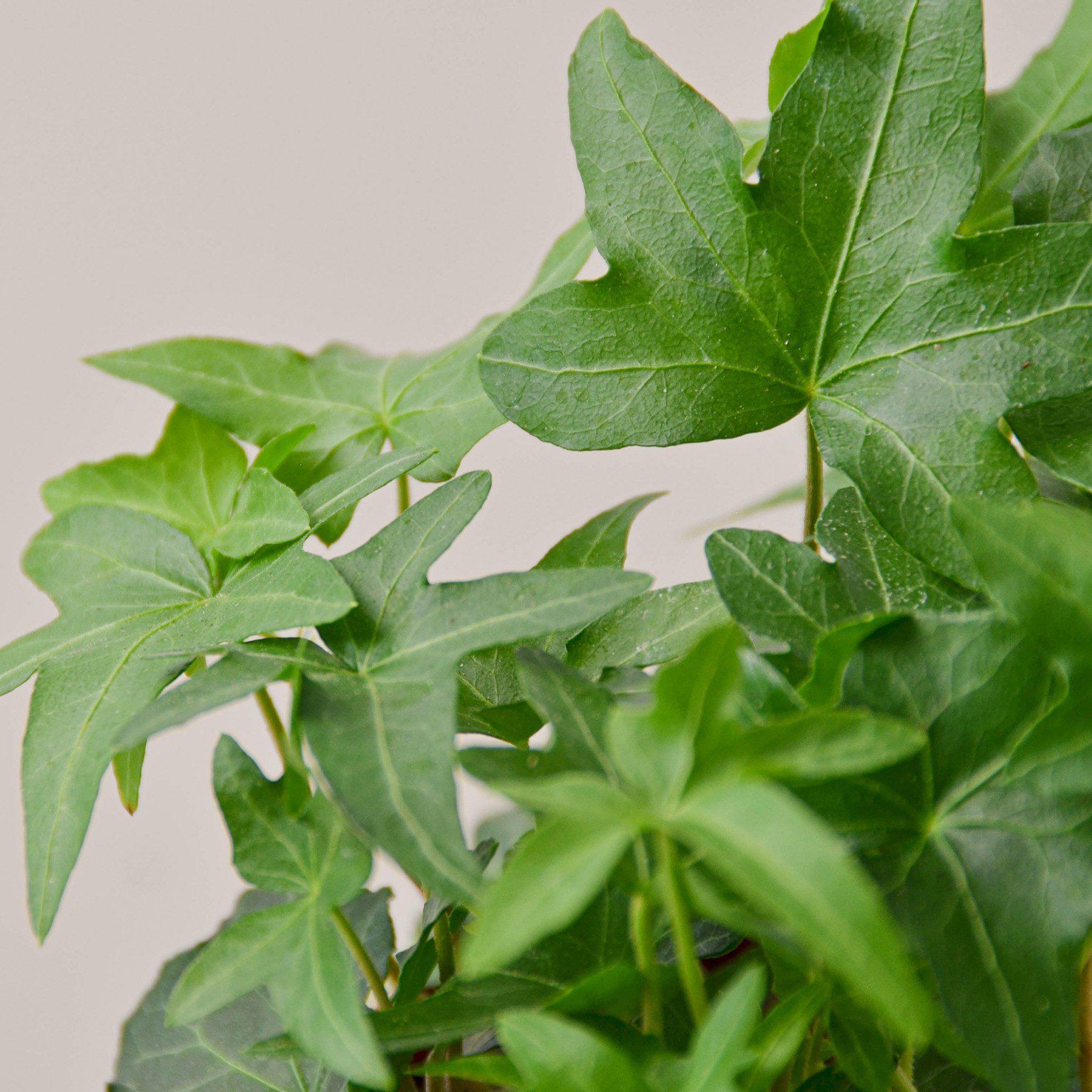 English Ivy 'Green California'-Indoor Plants-The Succulent Source