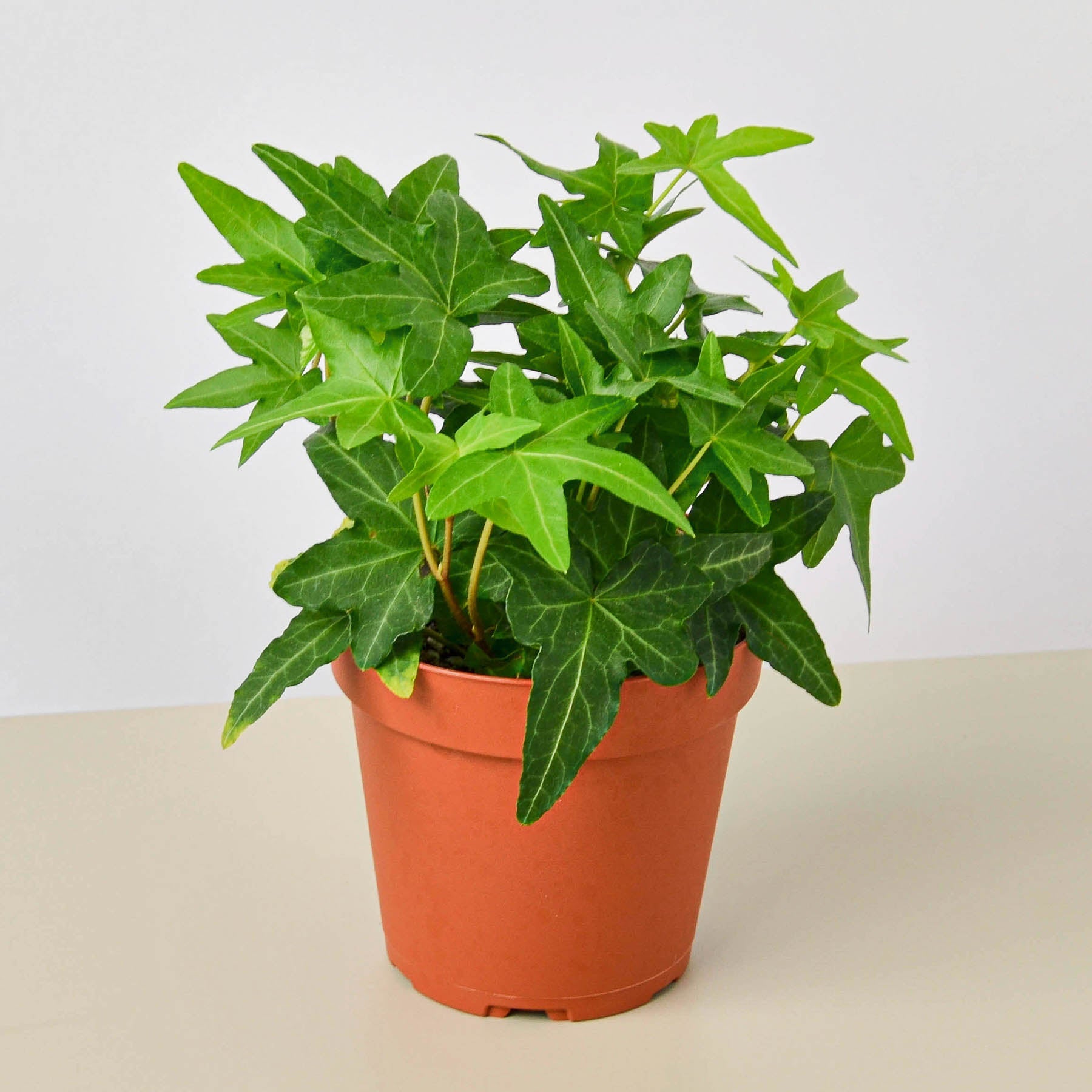English Ivy 'Green California'-Indoor Plants-The Succulent Source