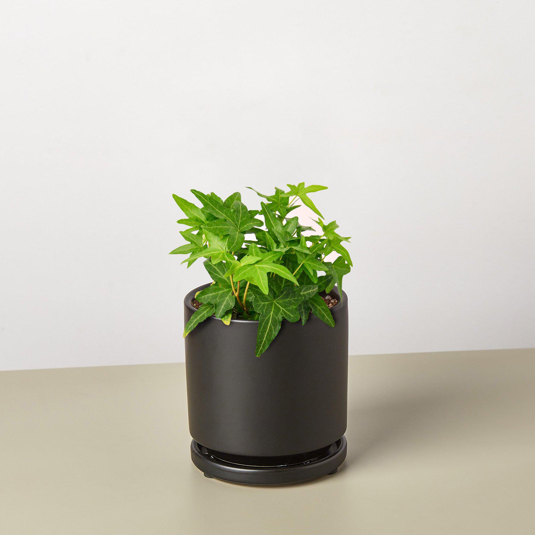 English Ivy 'Green California'-Indoor Plants-The Succulent Source