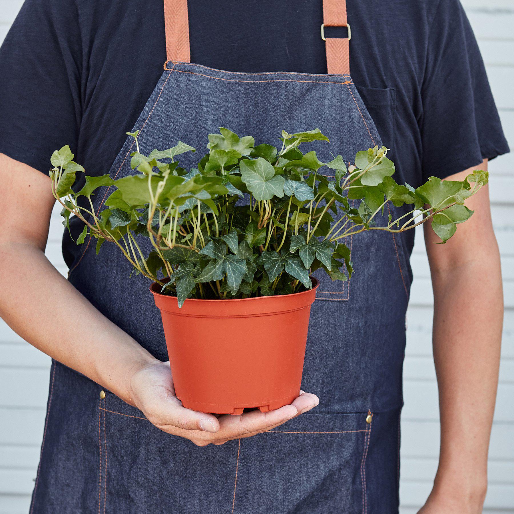 English Ivy 'Green California'-Indoor Plants-The Succulent Source