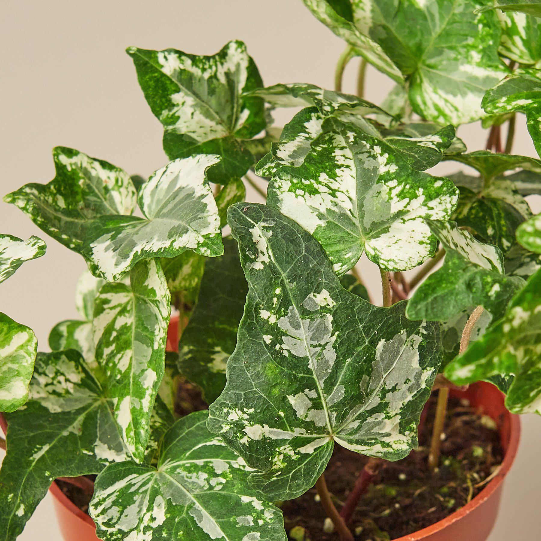 English Ivy 'Kolibre'-Indoor Plants-The Succulent Source