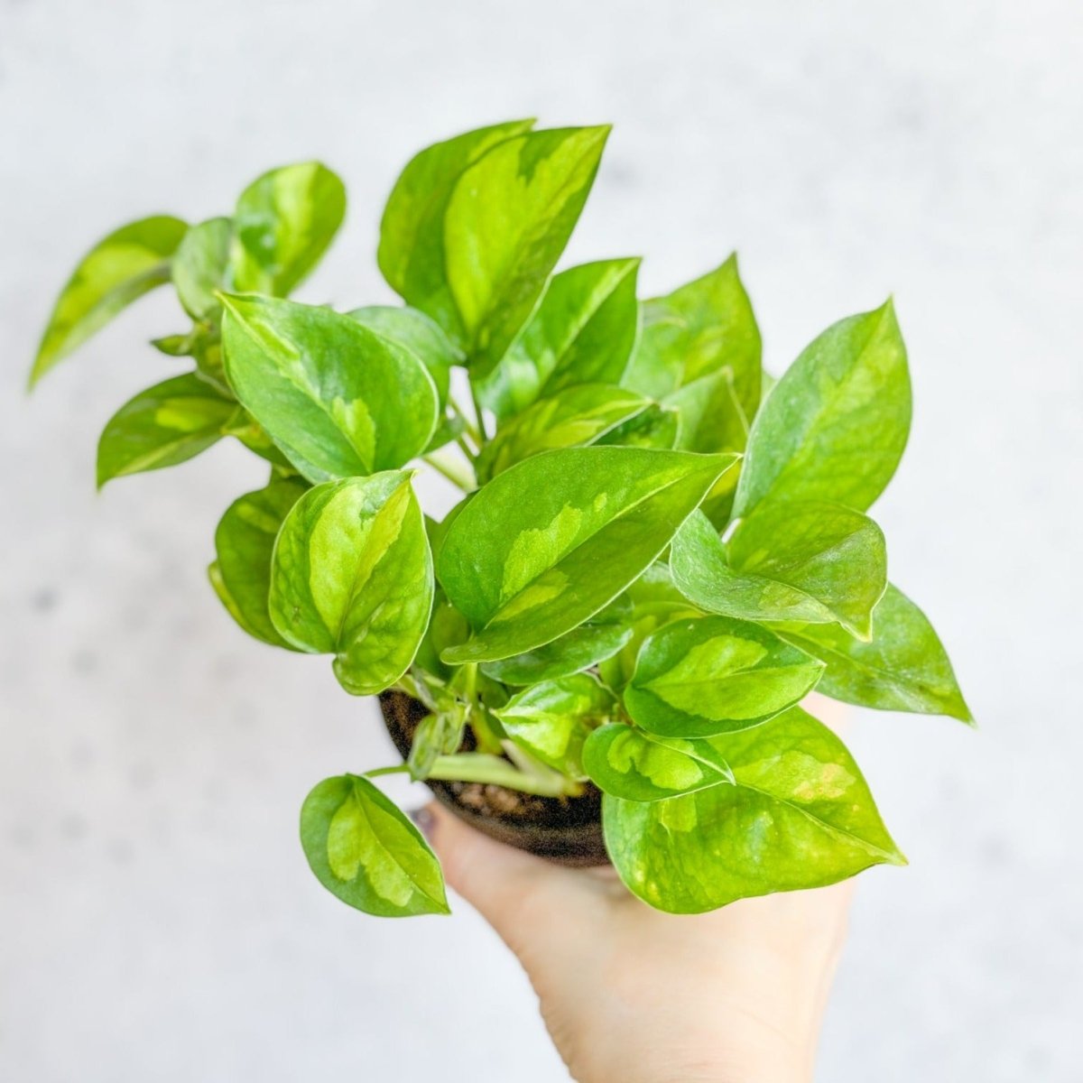 Epipremnum Aureum - ‘Global Green’ Pothos-Potted Houseplants-The Succulent Source