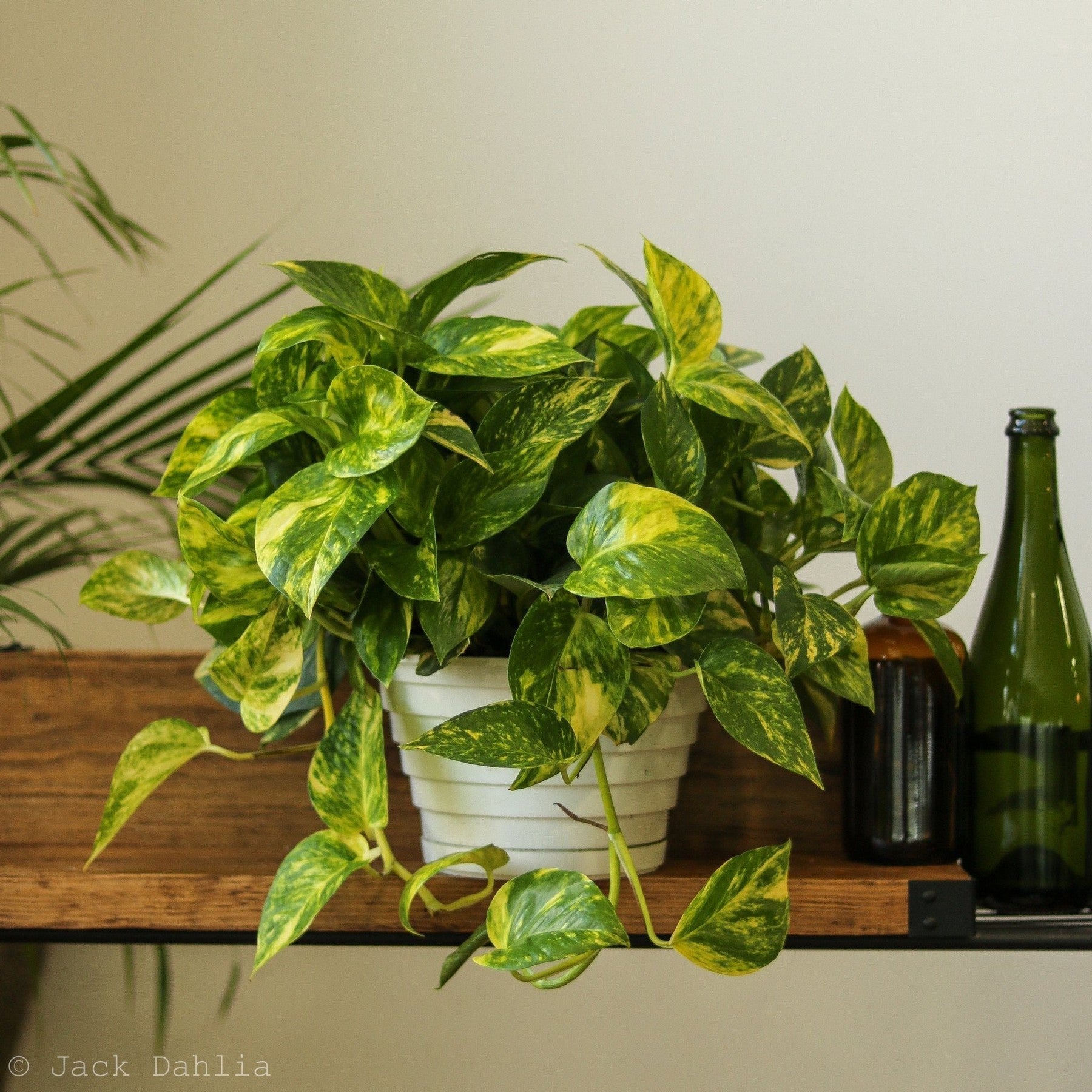 Epipremnum Aureum 'Golden Pothos'-Potted Houseplants-The Succulent Source