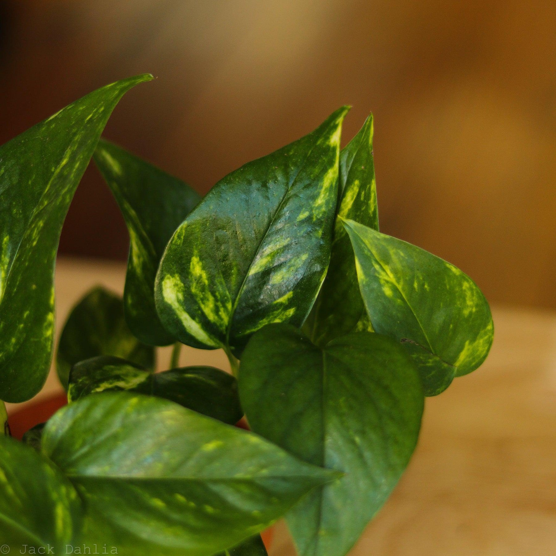 Epipremnum Aureum 'Golden Pothos'-Potted Houseplants-The Succulent Source