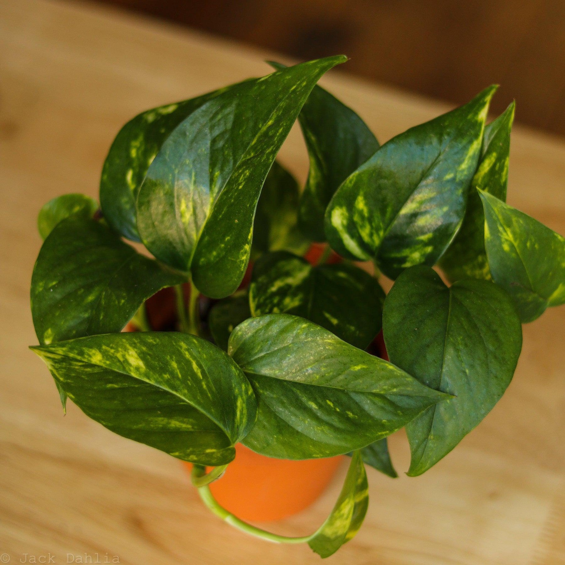 Epipremnum Aureum 'Golden Pothos'-Potted Houseplants-The Succulent Source