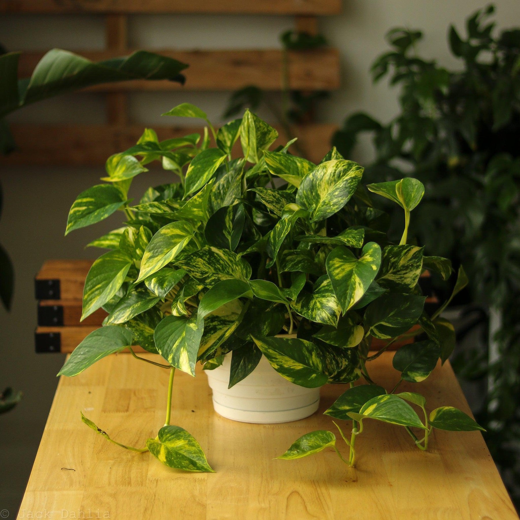 Epipremnum Aureum 'Golden Pothos'-Potted Houseplants-The Succulent Source