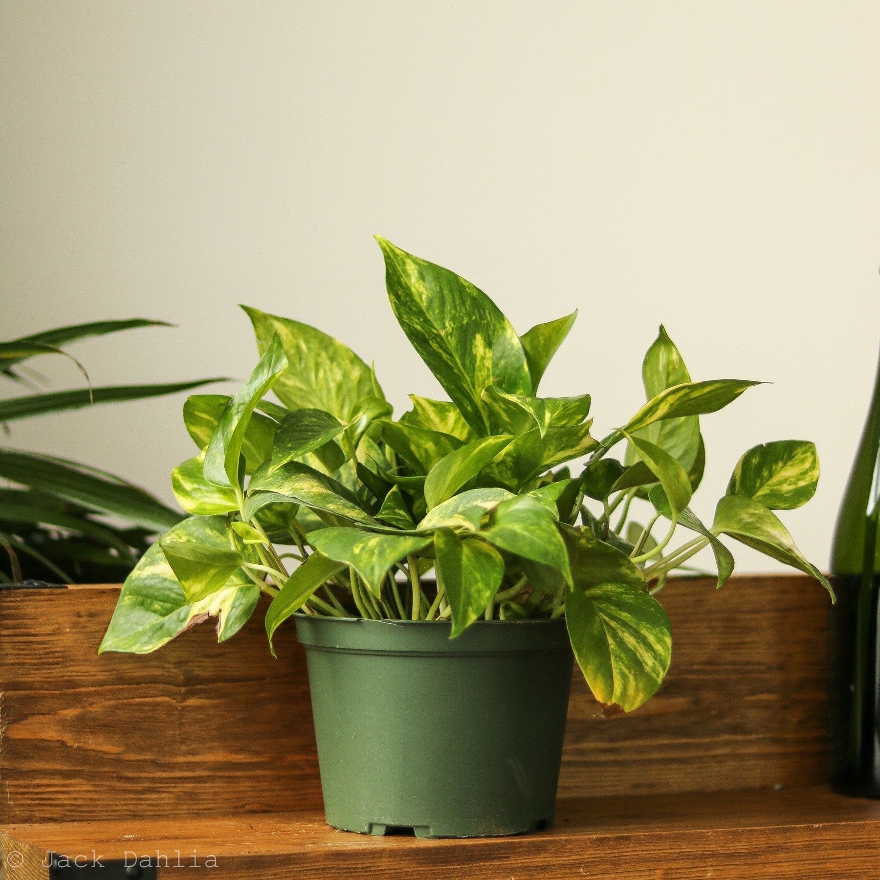 Epipremnum Aureum 'Golden Pothos'-Potted Houseplants-The Succulent Source