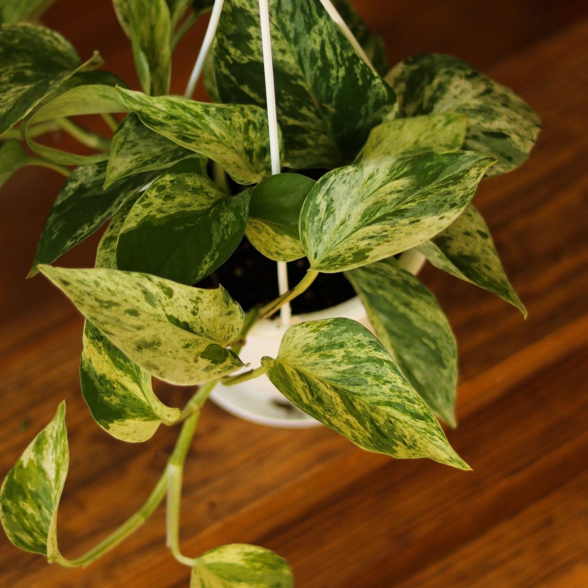 Epipremnum Aureum 'Marble Queen' Pothos Hanging Basket-Potted Houseplants-The Succulent Source