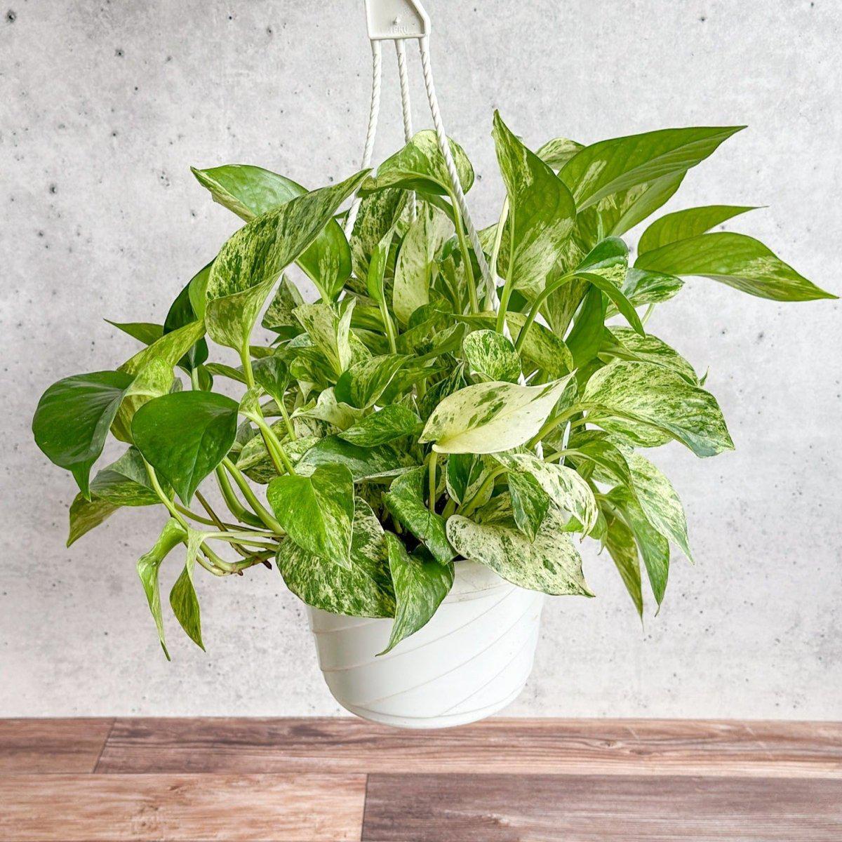 Epipremnum Aureum 'Marble Queen' Pothos Hanging Basket-Potted Houseplants-The Succulent Source