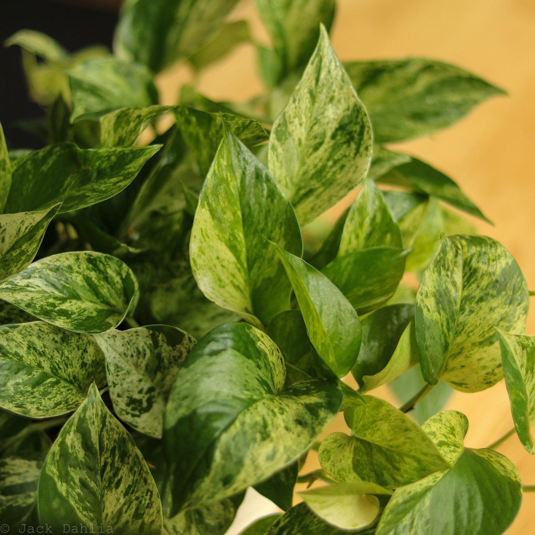 Epipremnum Aureum 'Marble Queen' Pothos-Potted Houseplants-The Succulent Source