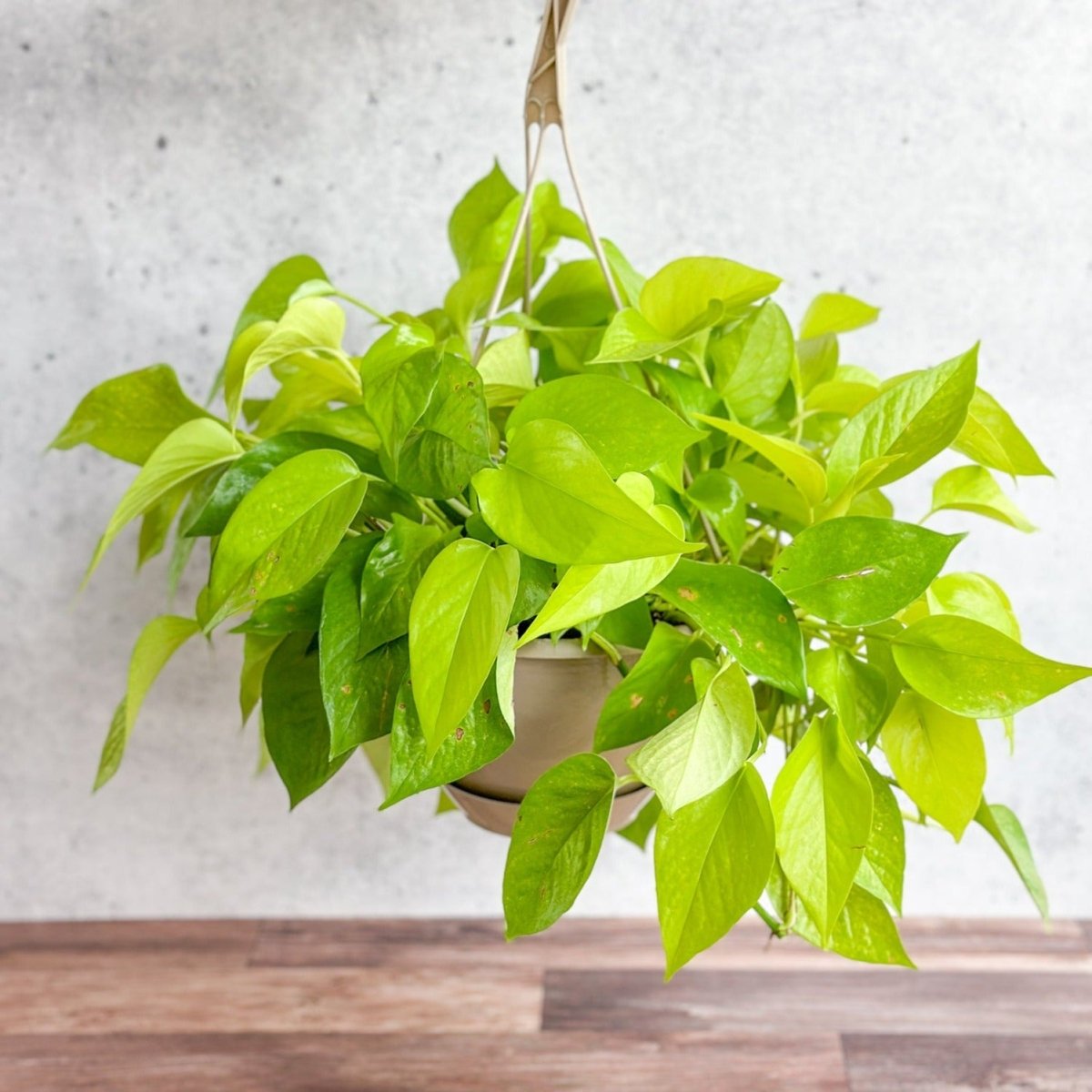 Epipremnum Aureum 'Neon' Pothos - Hanging Basket-Potted Houseplants-The Succulent Source